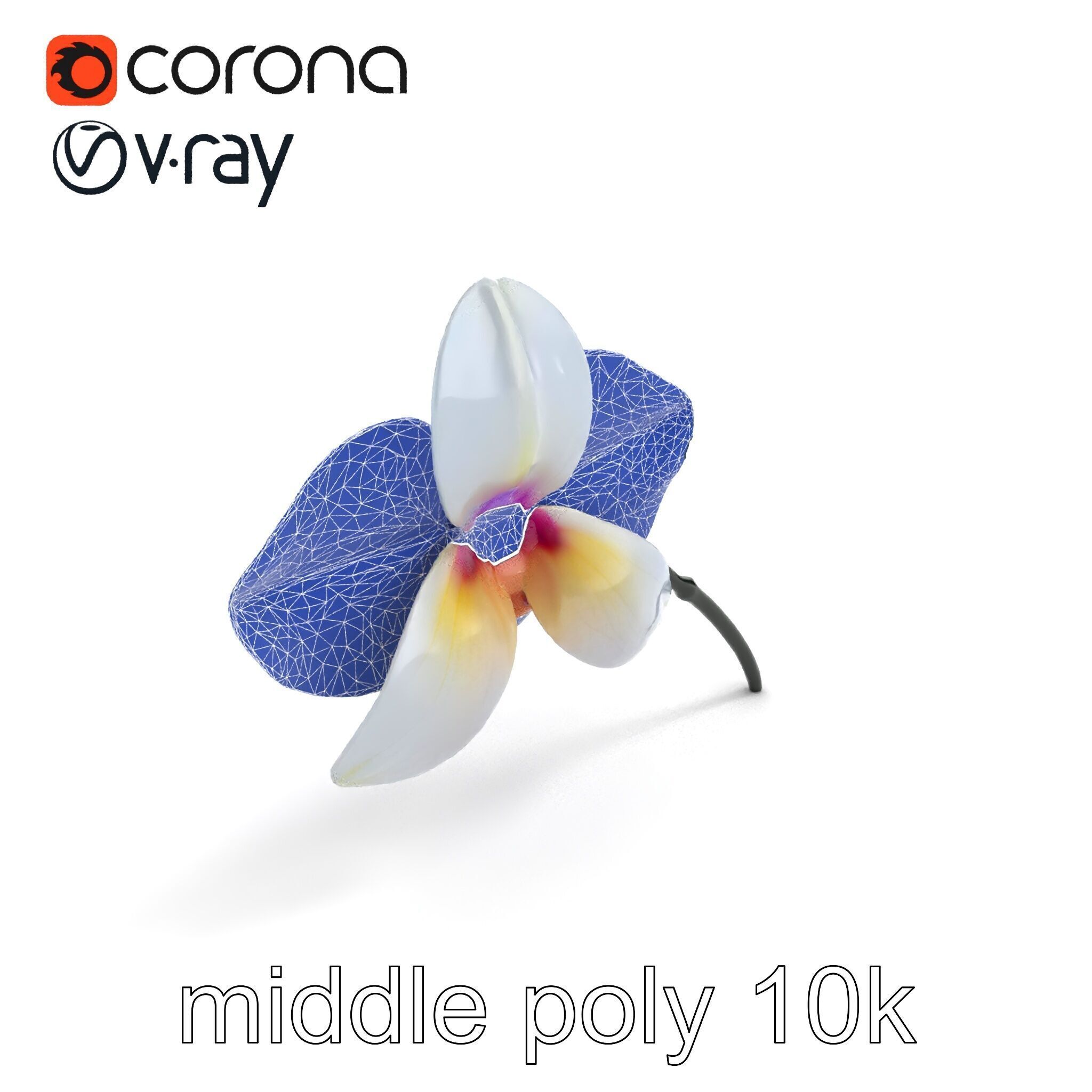 Phalaenopsis Orchid Floral Arrangement model pack Low-poly 3D model_30