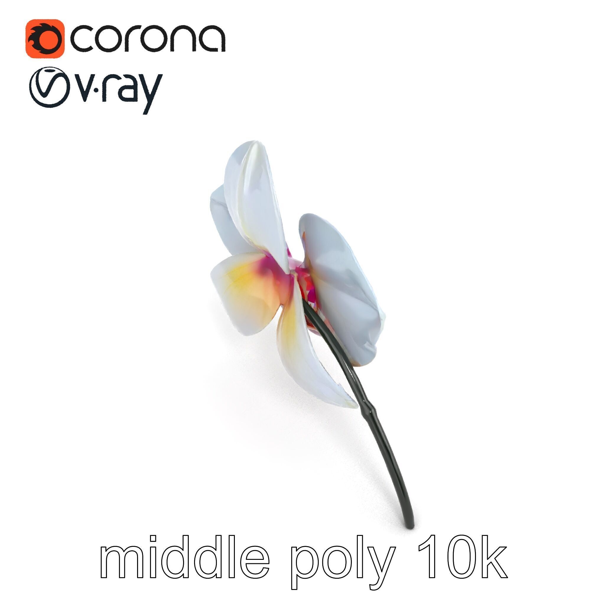 Phalaenopsis Orchid Floral Arrangement model pack Low-poly 3D model_14