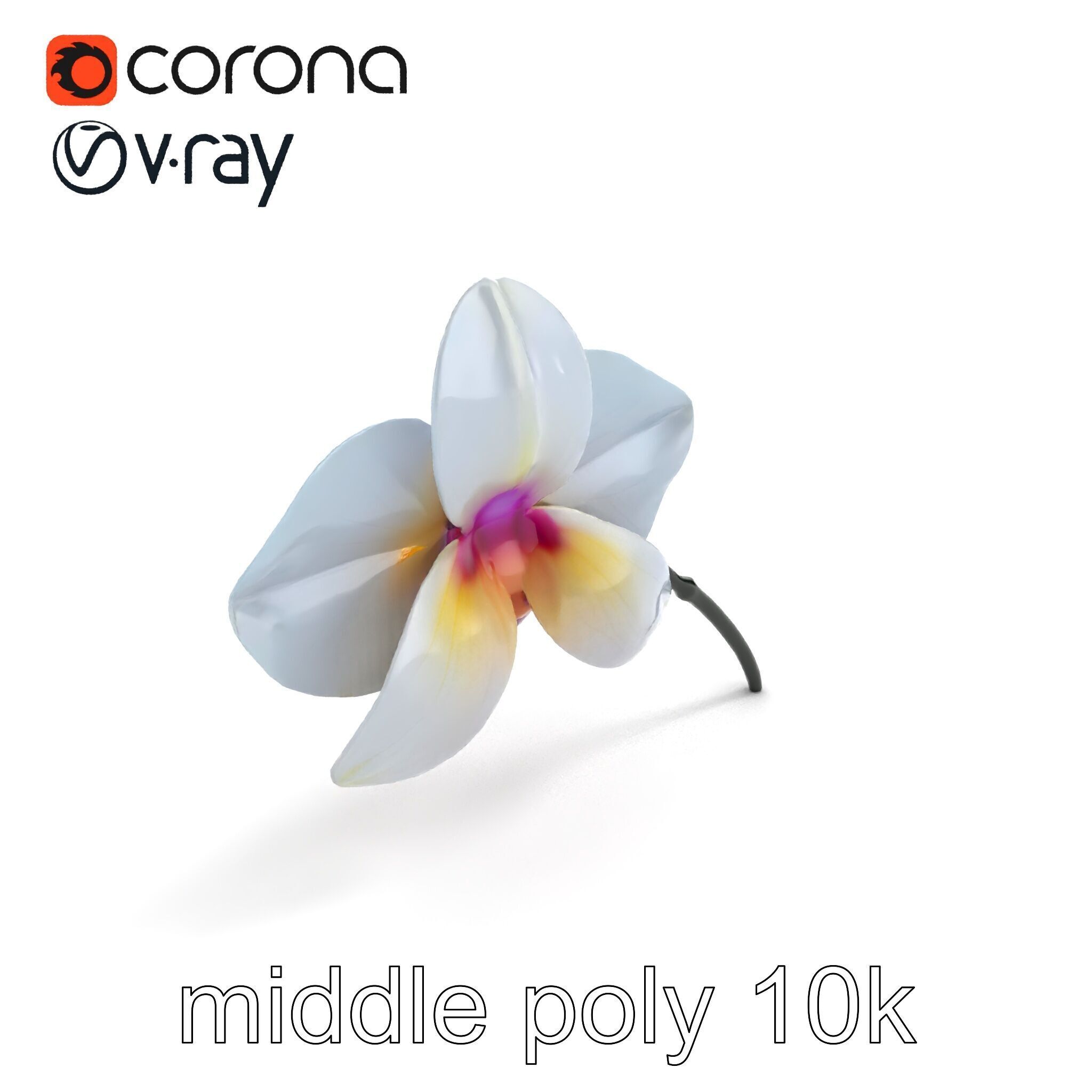 Phalaenopsis Orchid Floral Arrangement model pack Low-poly 3D model_8