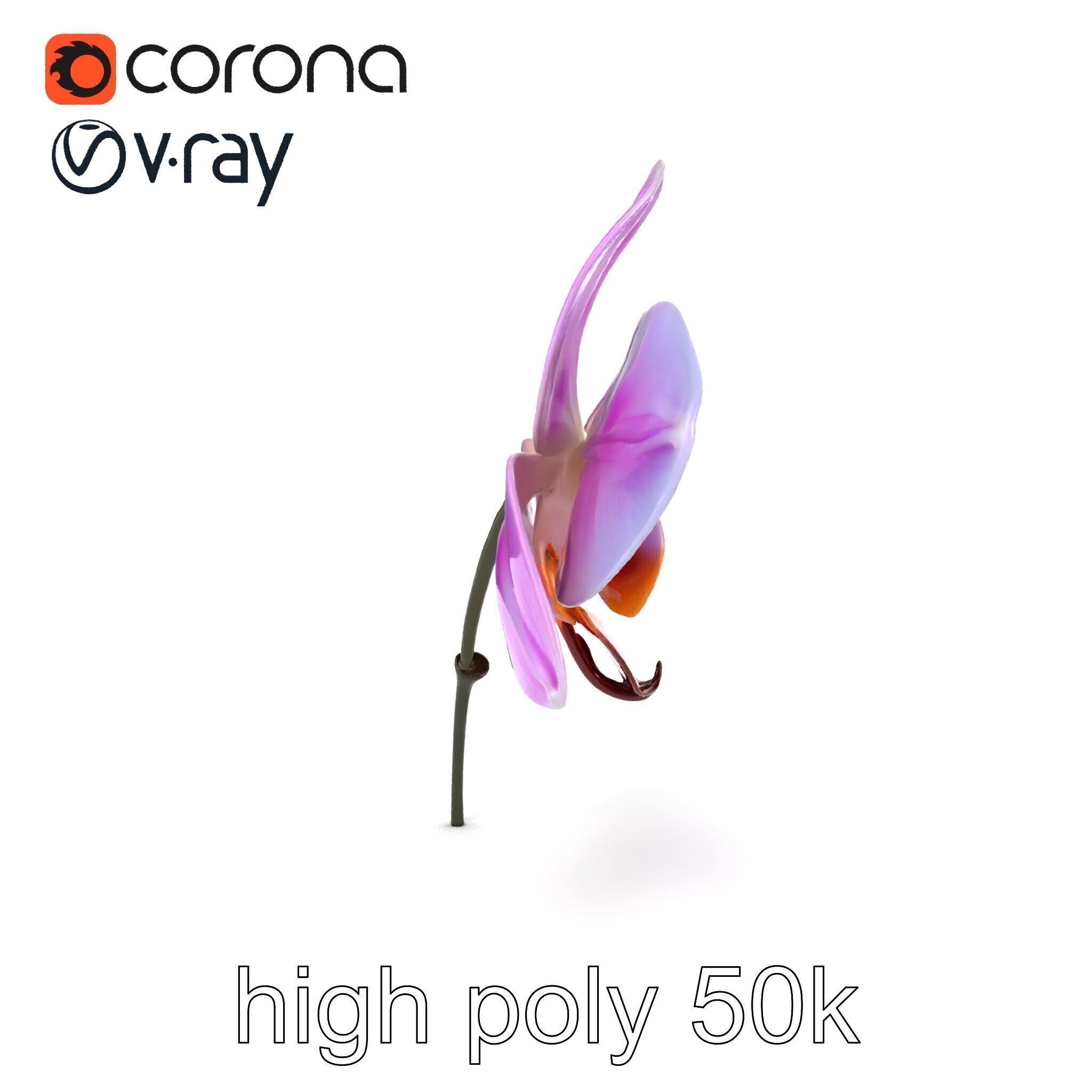 Dendrobium Orchid Bright Petals Model Pack Low-poly 3D model_15