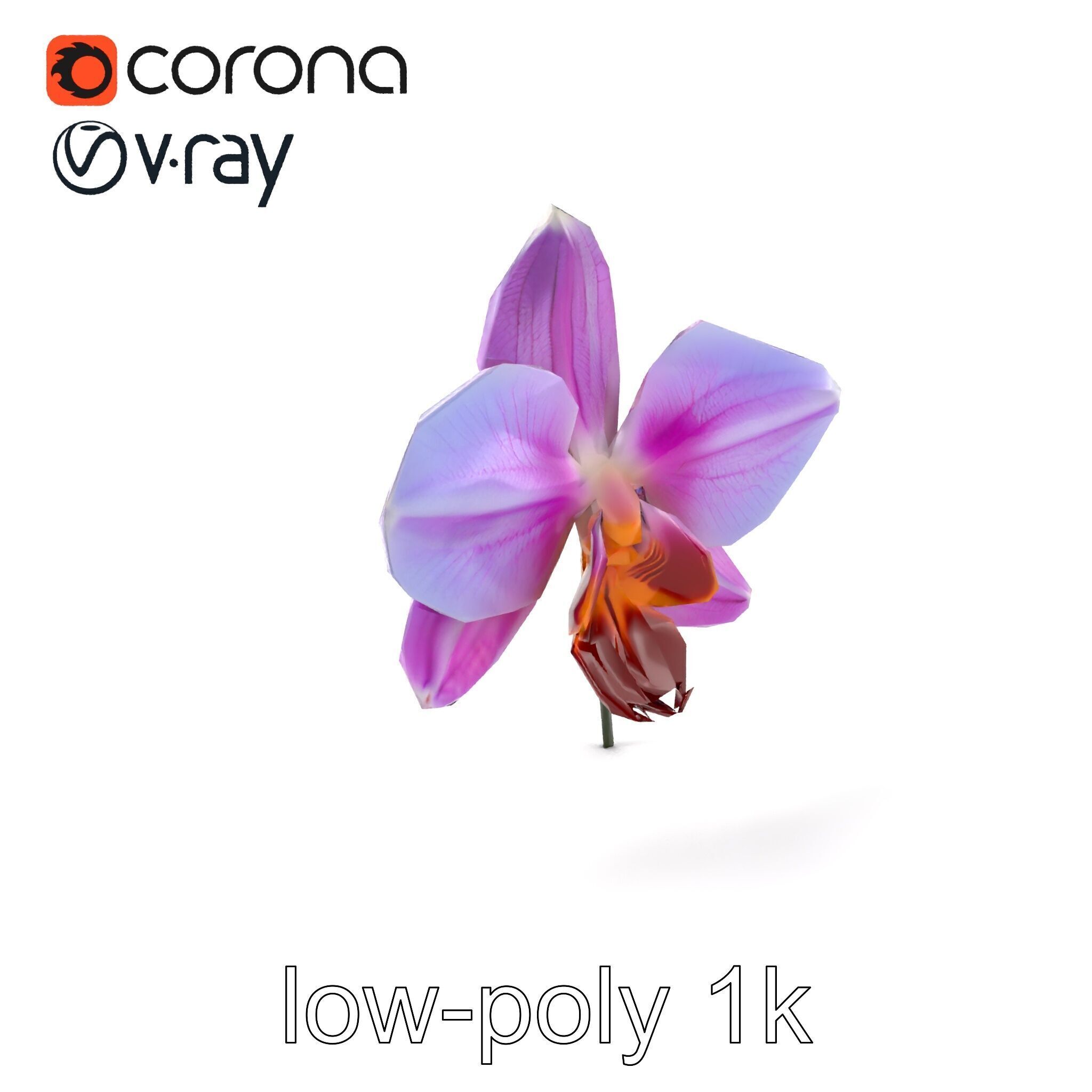 Dendrobium Orchid Bright Petals Model Pack Low-poly 3D model_4