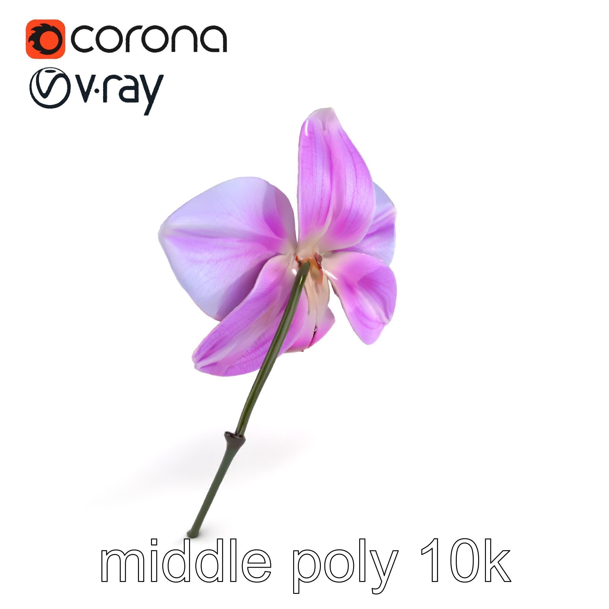 Dendrobium Orchid Bright Petals Model Pack Low-poly 3D model_7