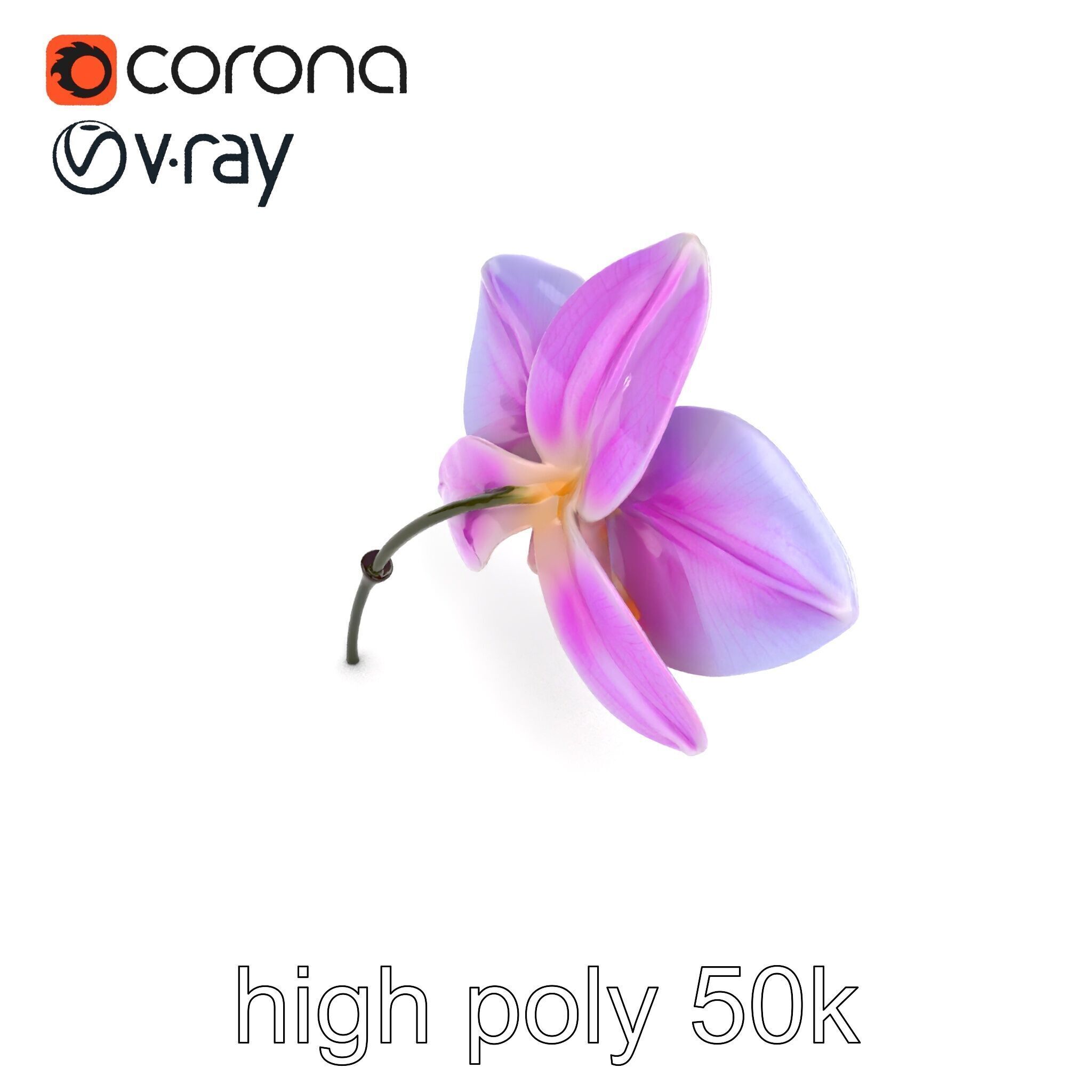 Dendrobium Orchid Bright Petals Model Pack Low-poly 3D model_30