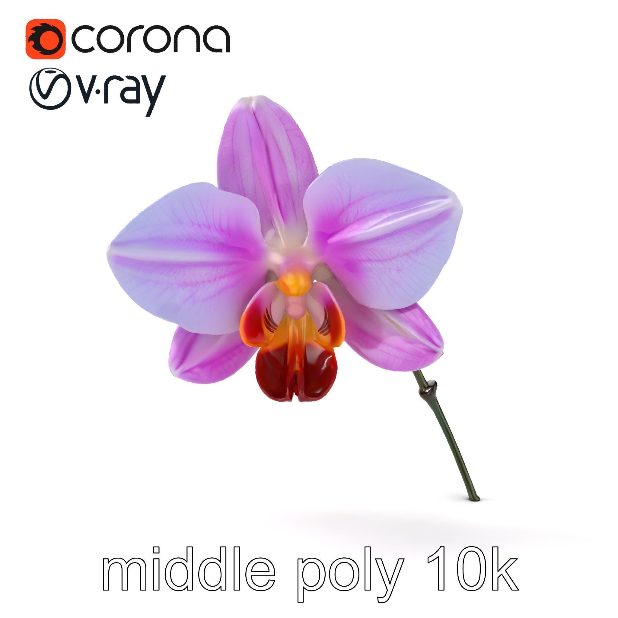 Dendrobium Orchid Bright Petals Model Pack Low-poly 3D model_13