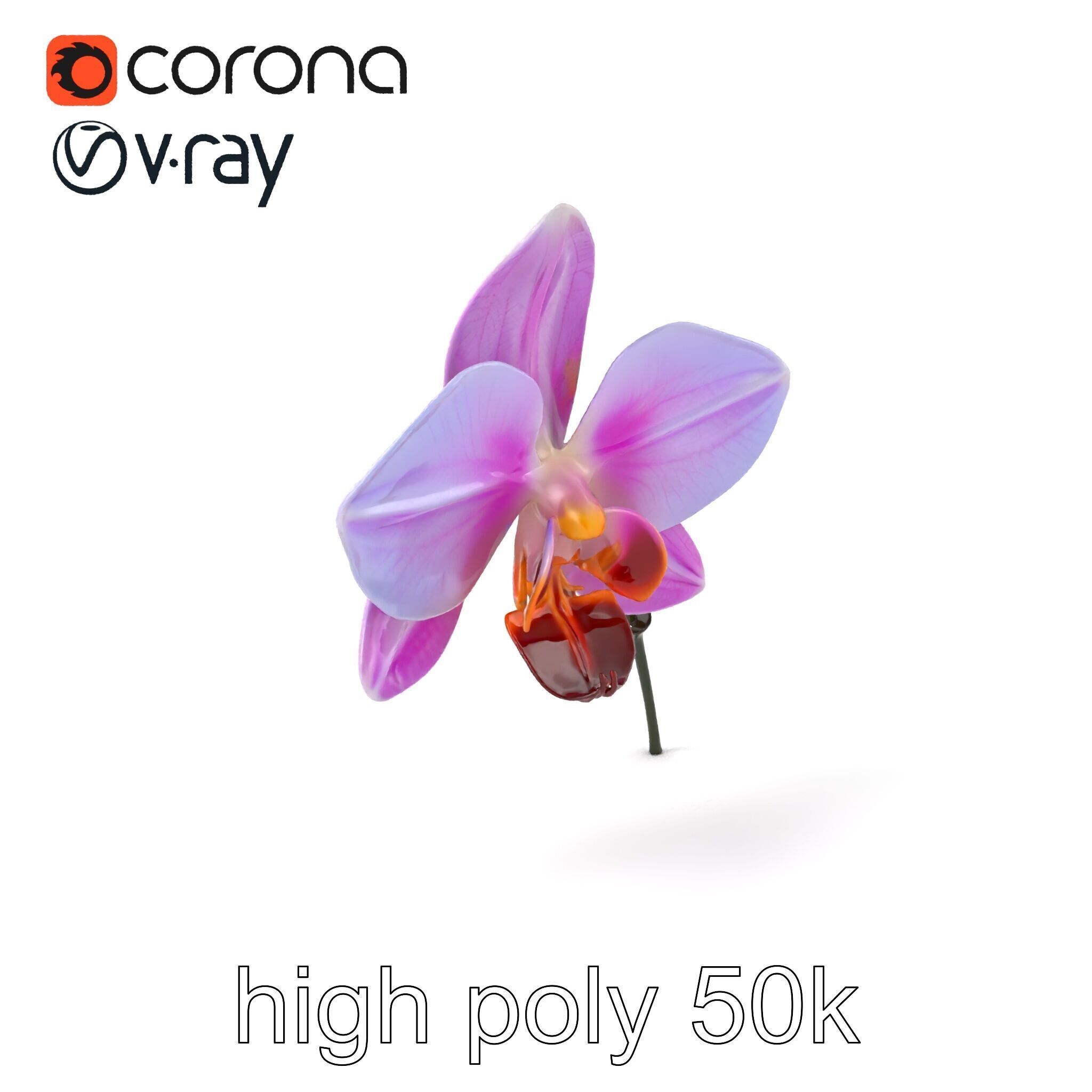 Dendrobium Orchid Bright Petals Model Pack Low-poly 3D model_2