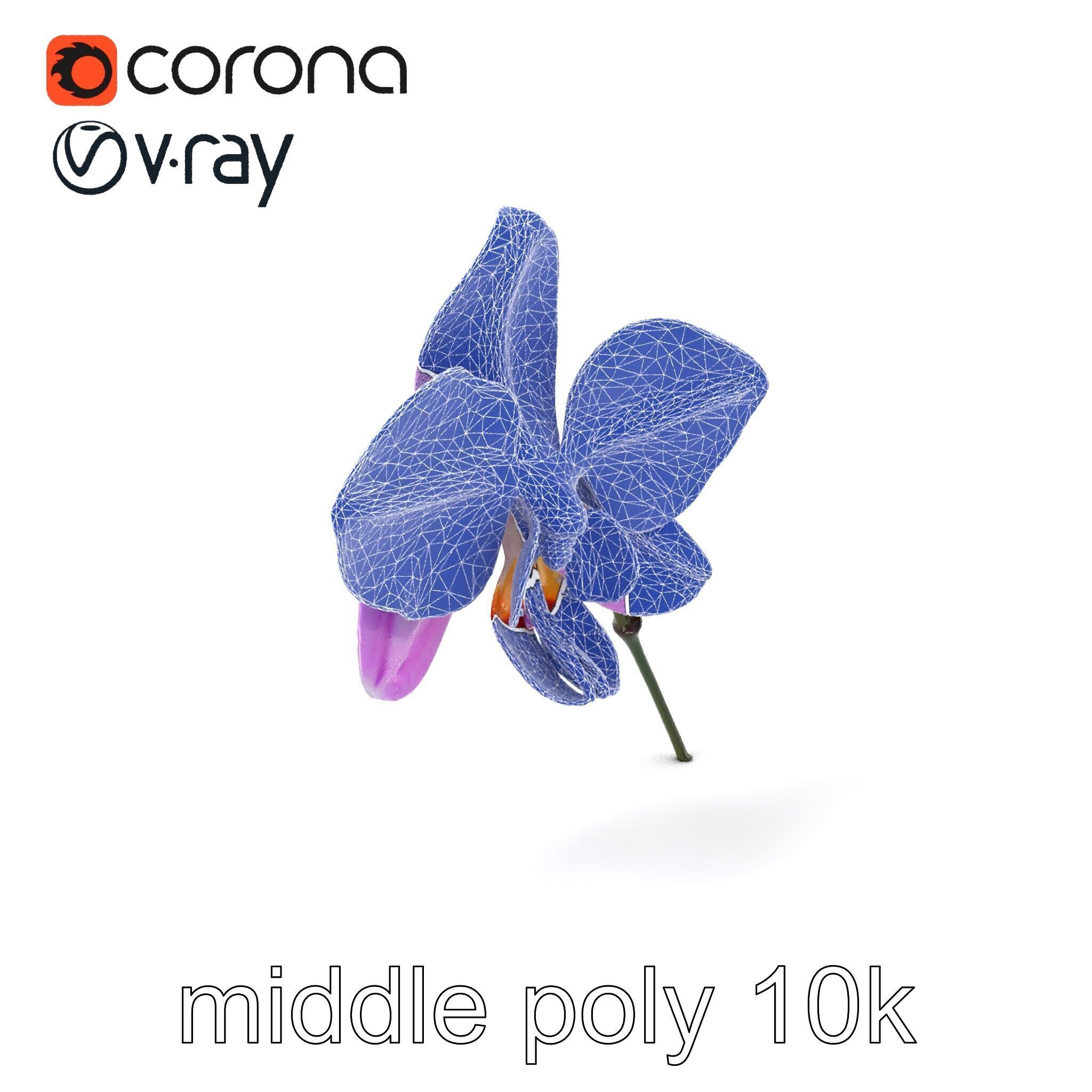 Dendrobium Orchid Bright Petals Model Pack Low-poly 3D model_5