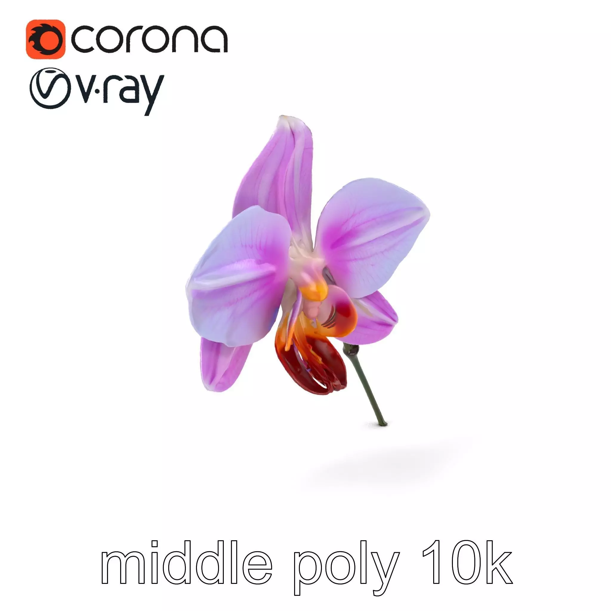 Dendrobium Orchid Bright Petals Model Pack Low-poly 3D model_0