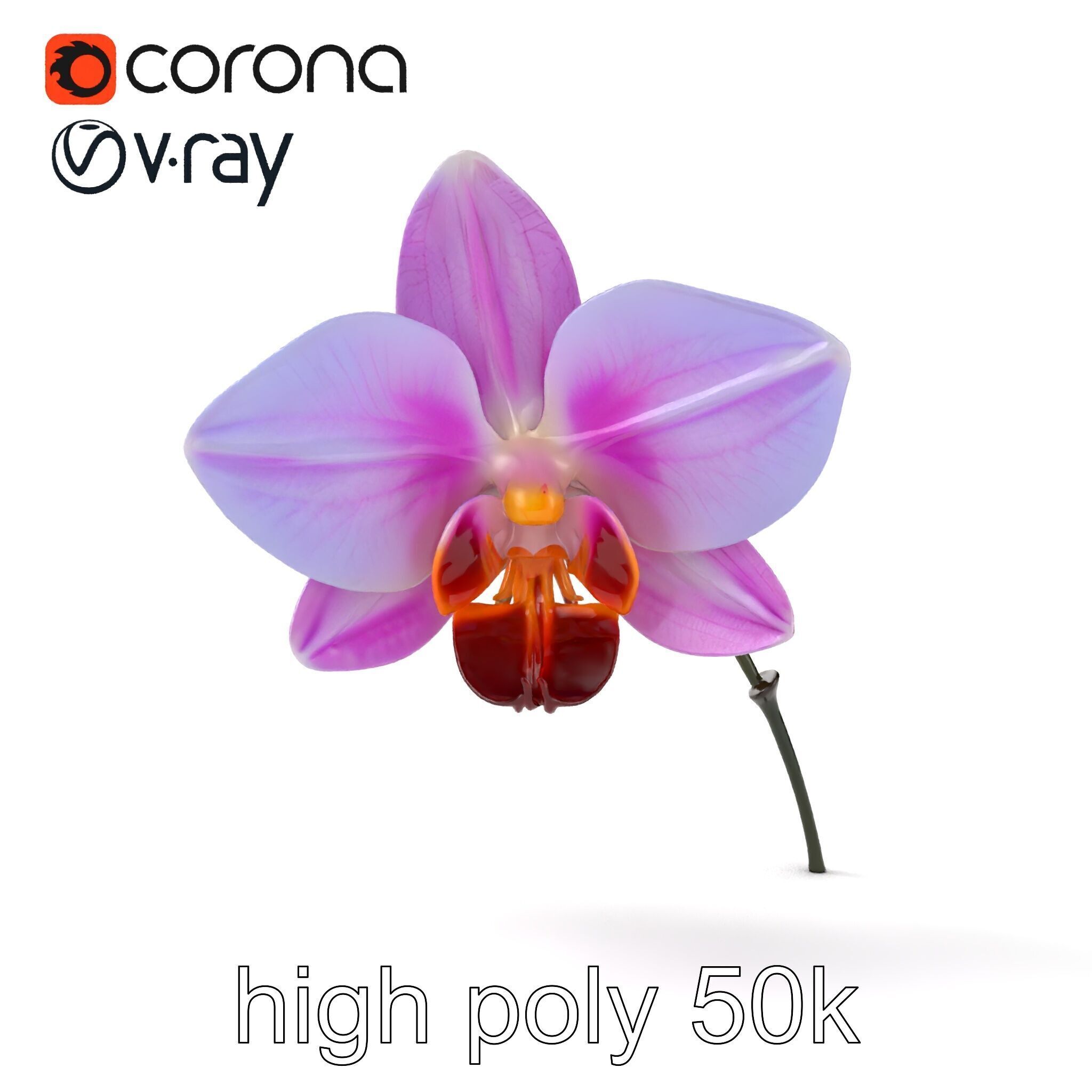 Dendrobium Orchid Bright Petals Model Pack Low-poly 3D model_22