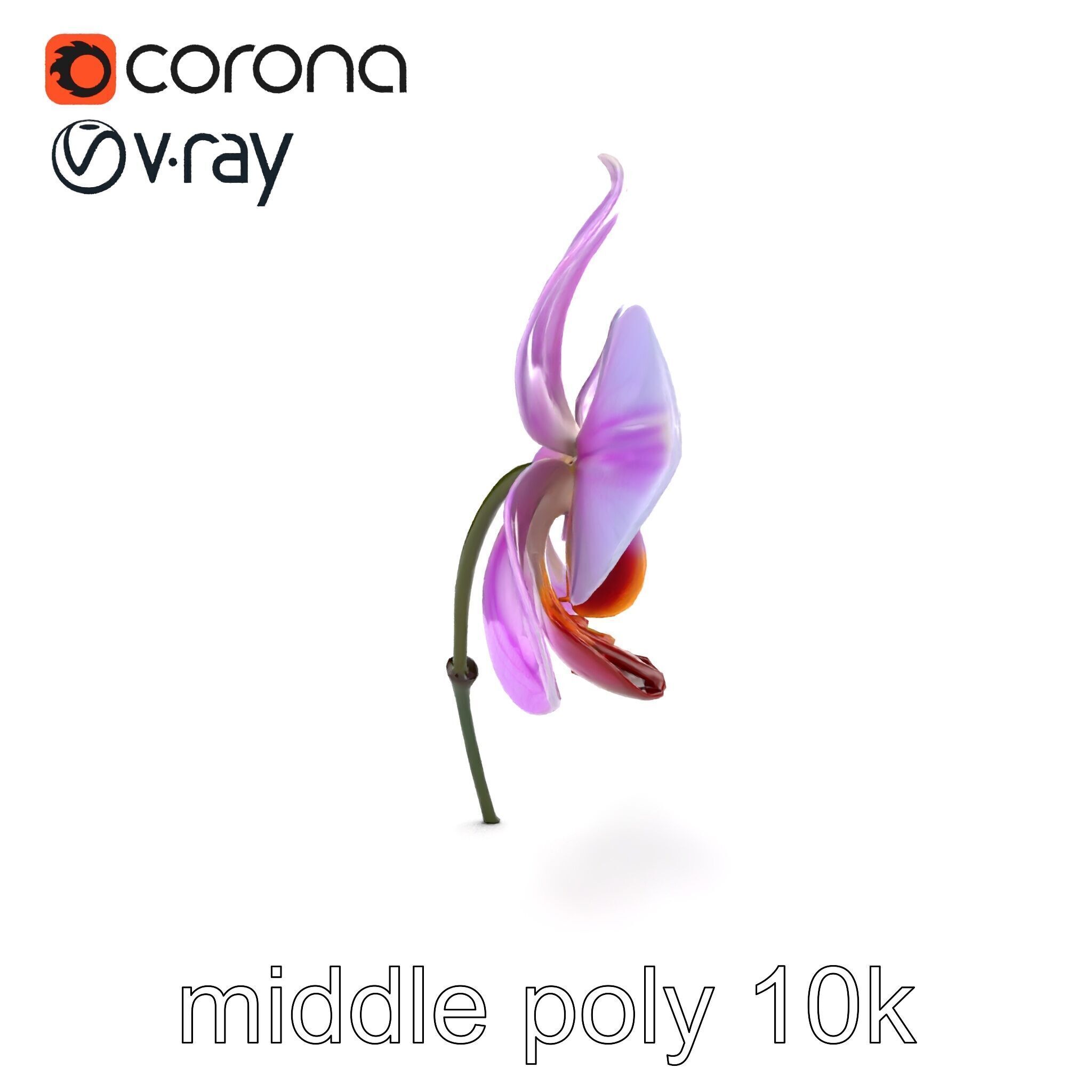 Dendrobium Orchid Bright Petals Model Pack Low-poly 3D model_27