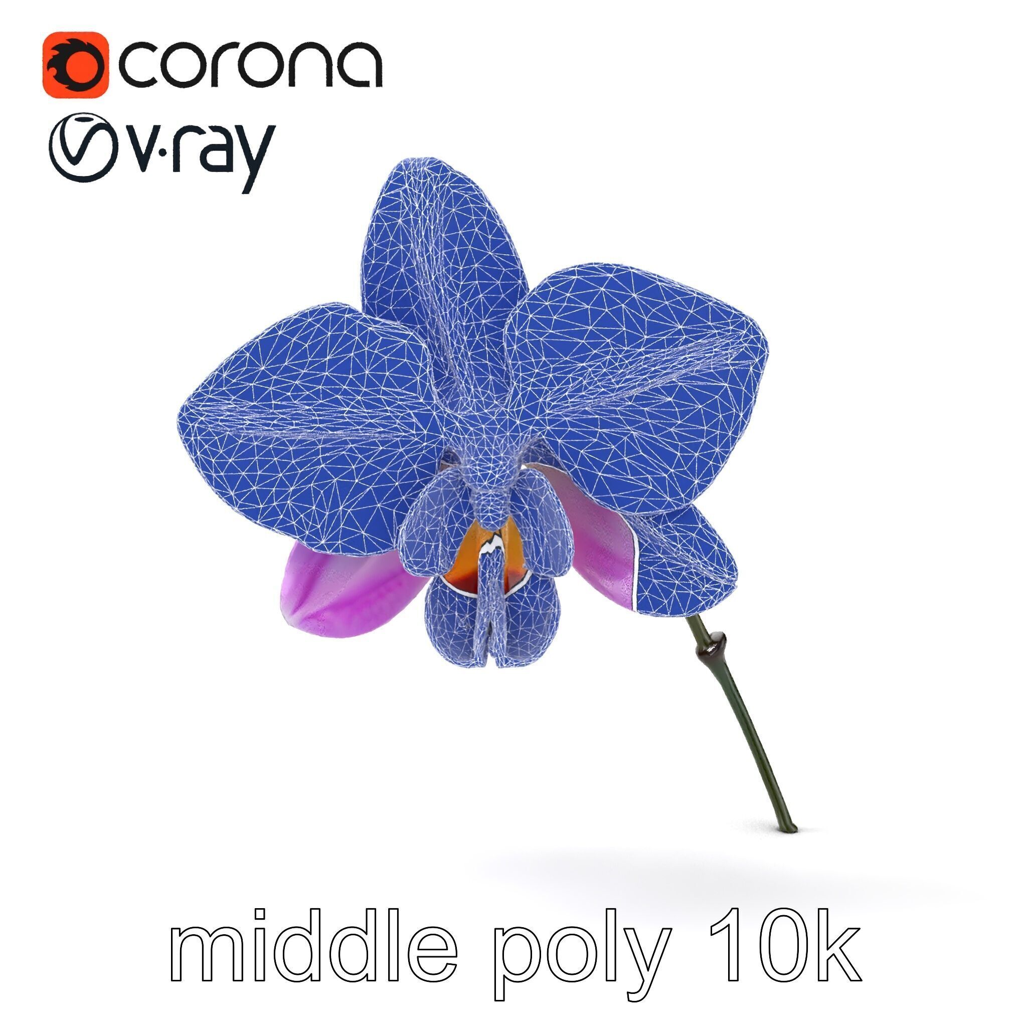 Dendrobium Orchid Bright Petals Model Pack Low-poly 3D model_18