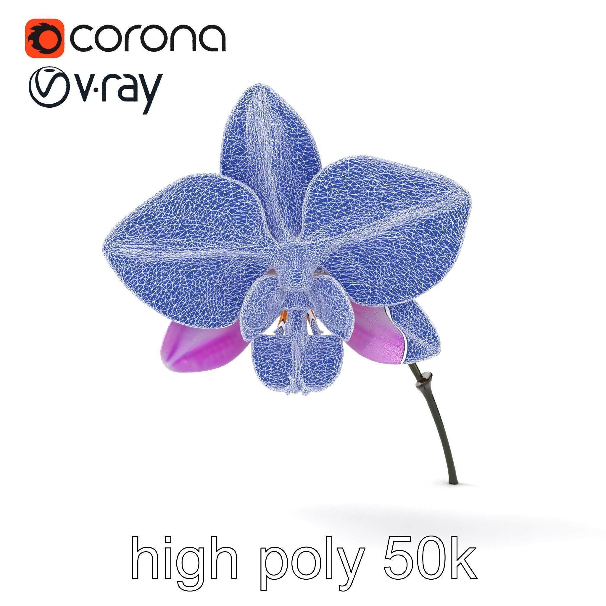 Dendrobium Orchid Bright Petals Model Pack Low-poly 3D model_20
