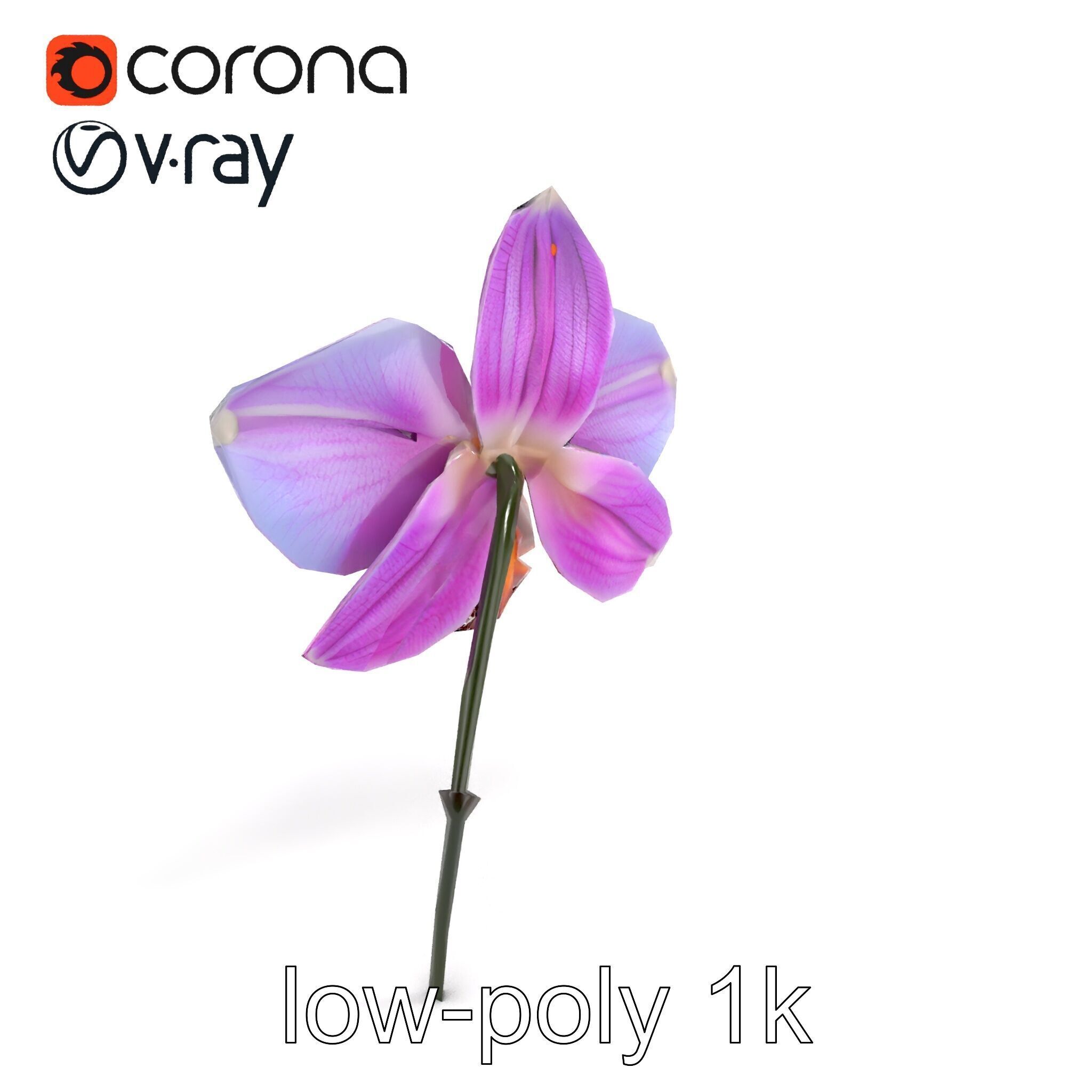 Dendrobium Orchid Bright Petals Model Pack Low-poly 3D model_8