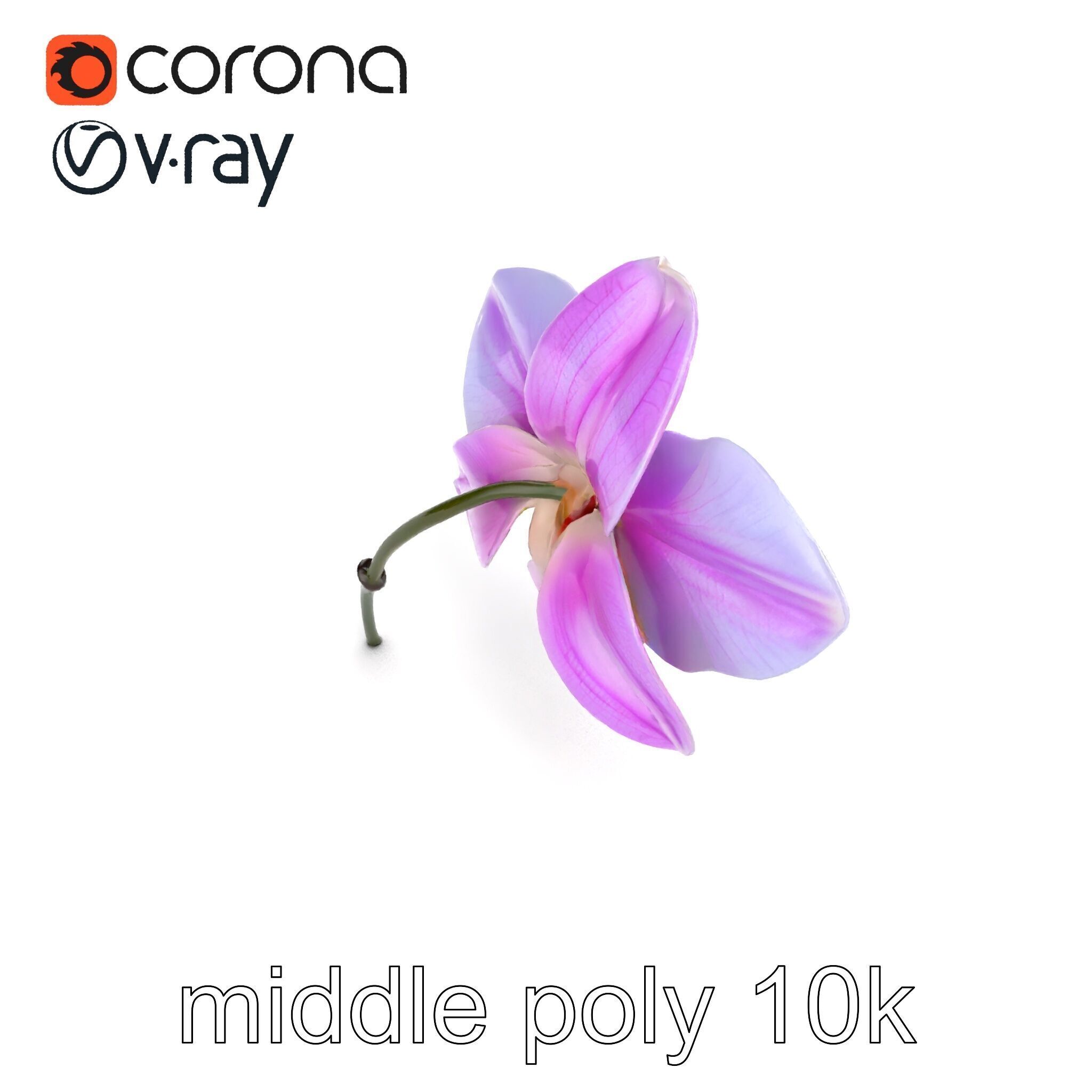 Dendrobium Orchid Bright Petals Model Pack Low-poly 3D model_11