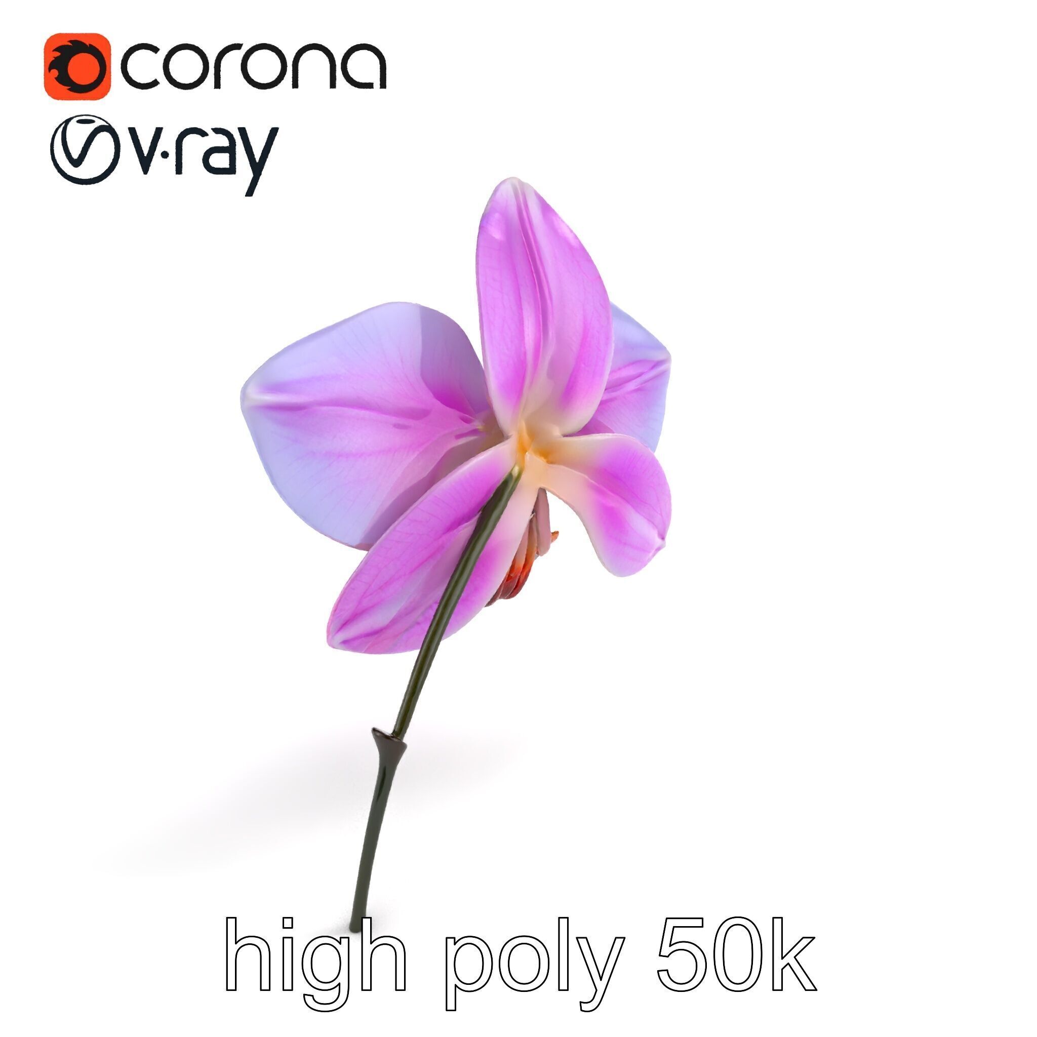 Dendrobium Orchid Bright Petals Model Pack Low-poly 3D model_9