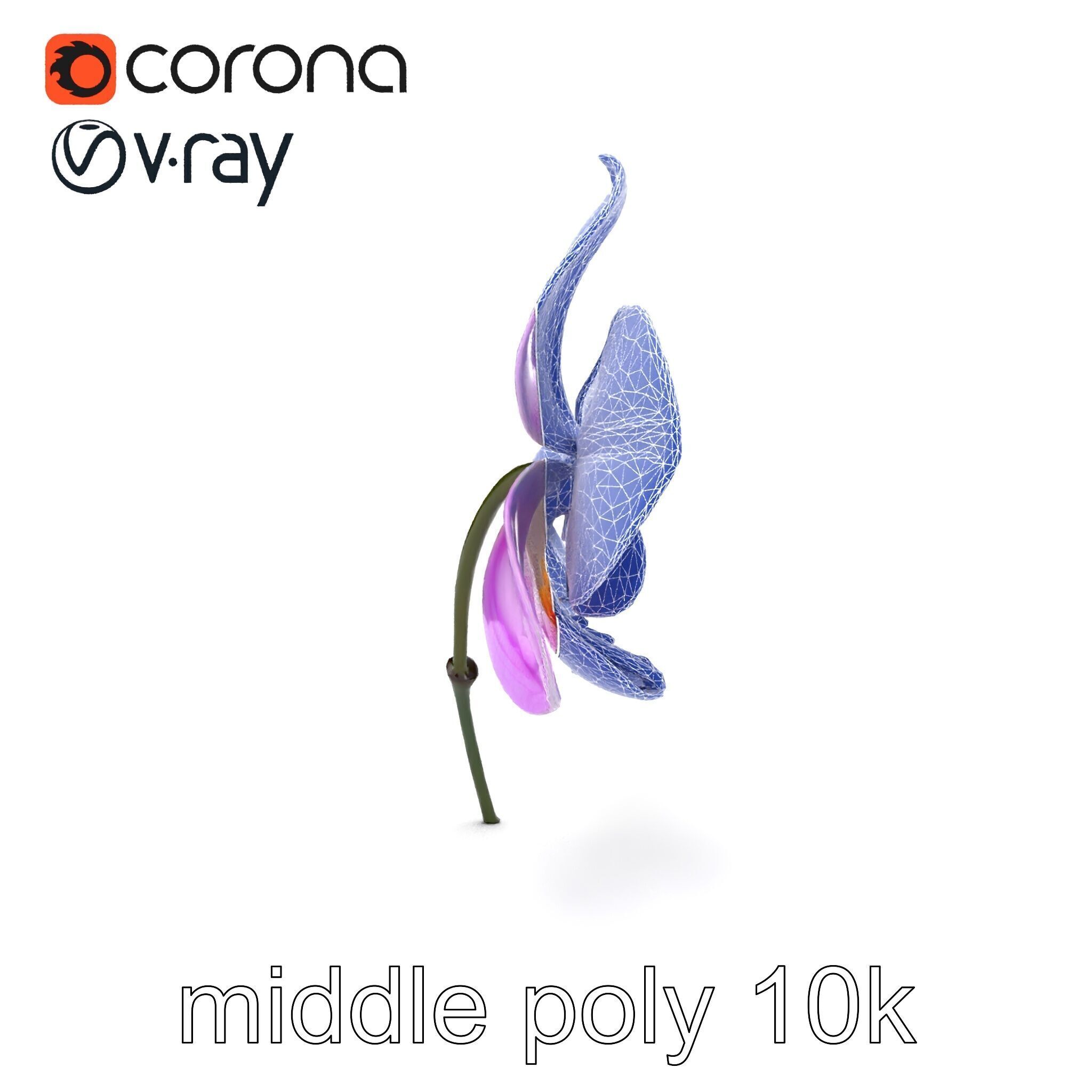 Dendrobium Orchid Bright Petals Model Pack Low-poly 3D model_17