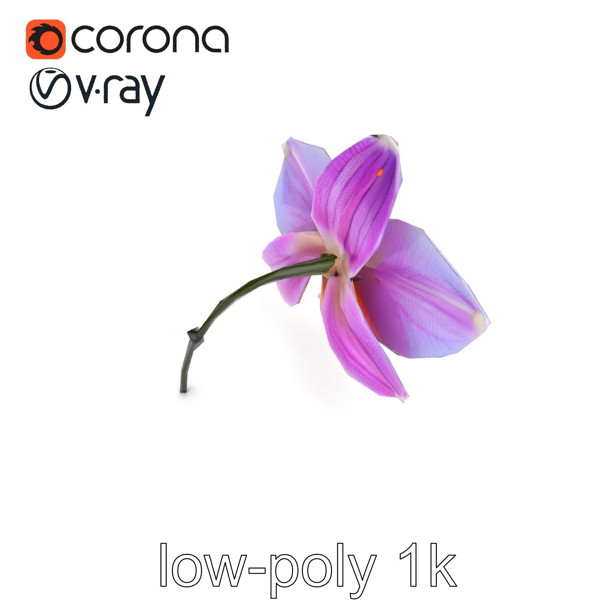 Dendrobium Orchid Bright Petals Model Pack Low-poly 3D model_16