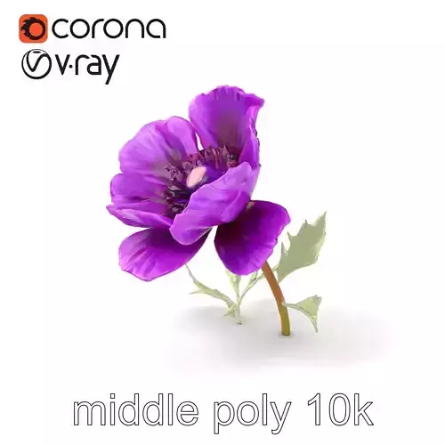 Purple Poppy Flower Realistic Textured model pack Low-poly 3D model