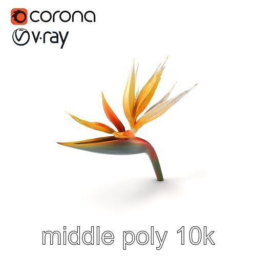 Strelitzia Alba Flower Realistic Model Pack Low-poly 3D model
