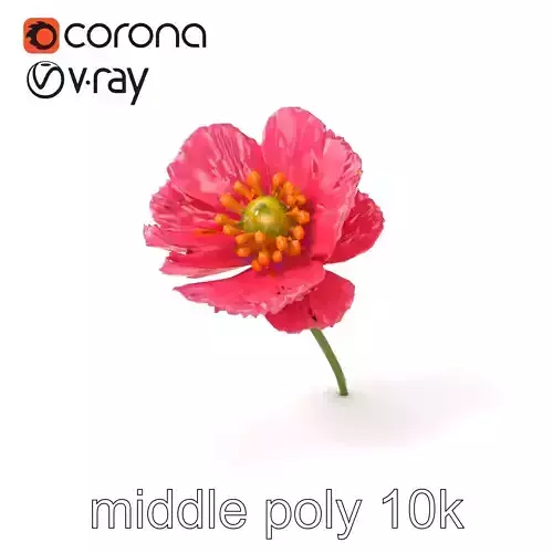 Papaver Pink Flower Detailed Petal Model Pack