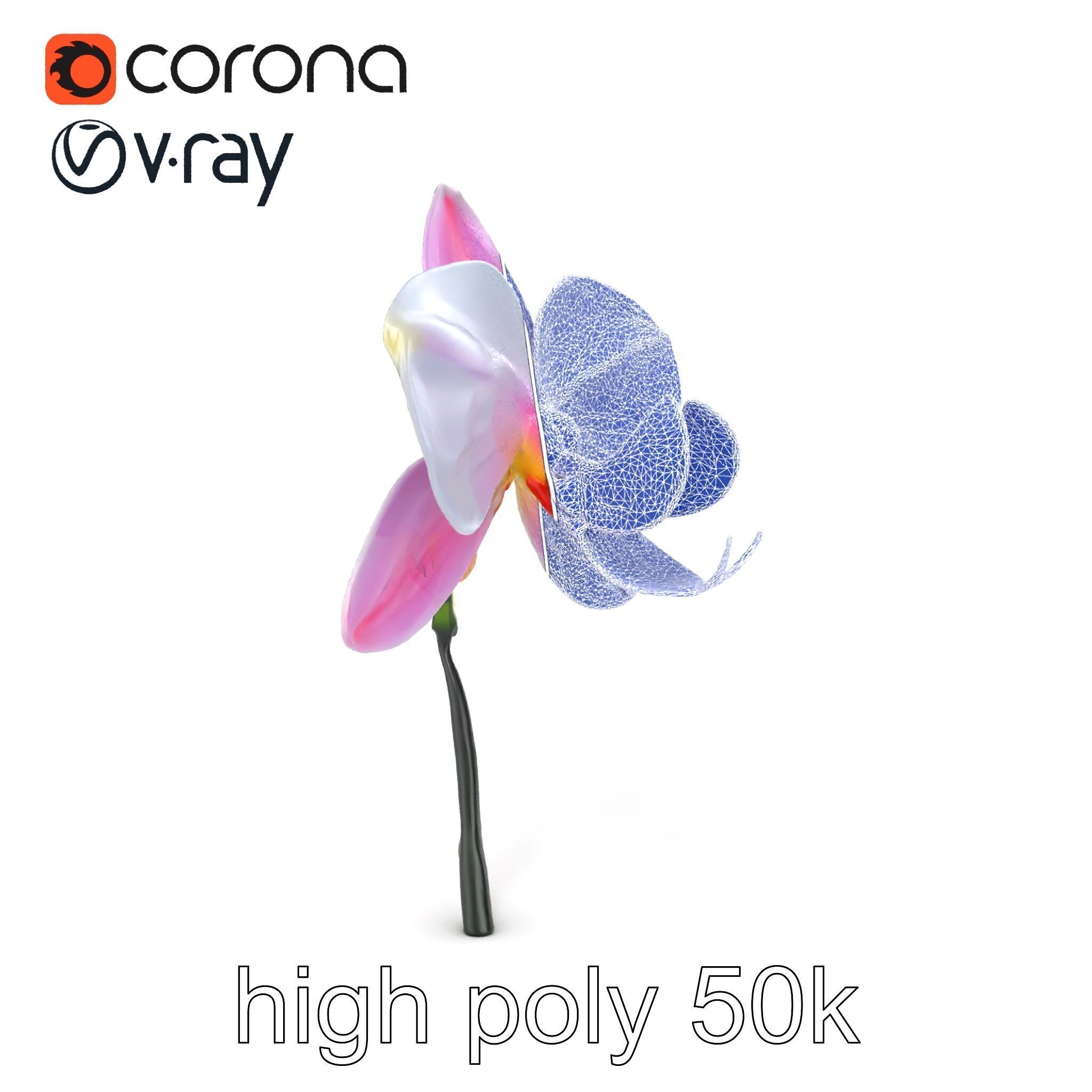 Cymbidium Elegant Petal Orchid 3D Model Pack Low-poly 3D model_23