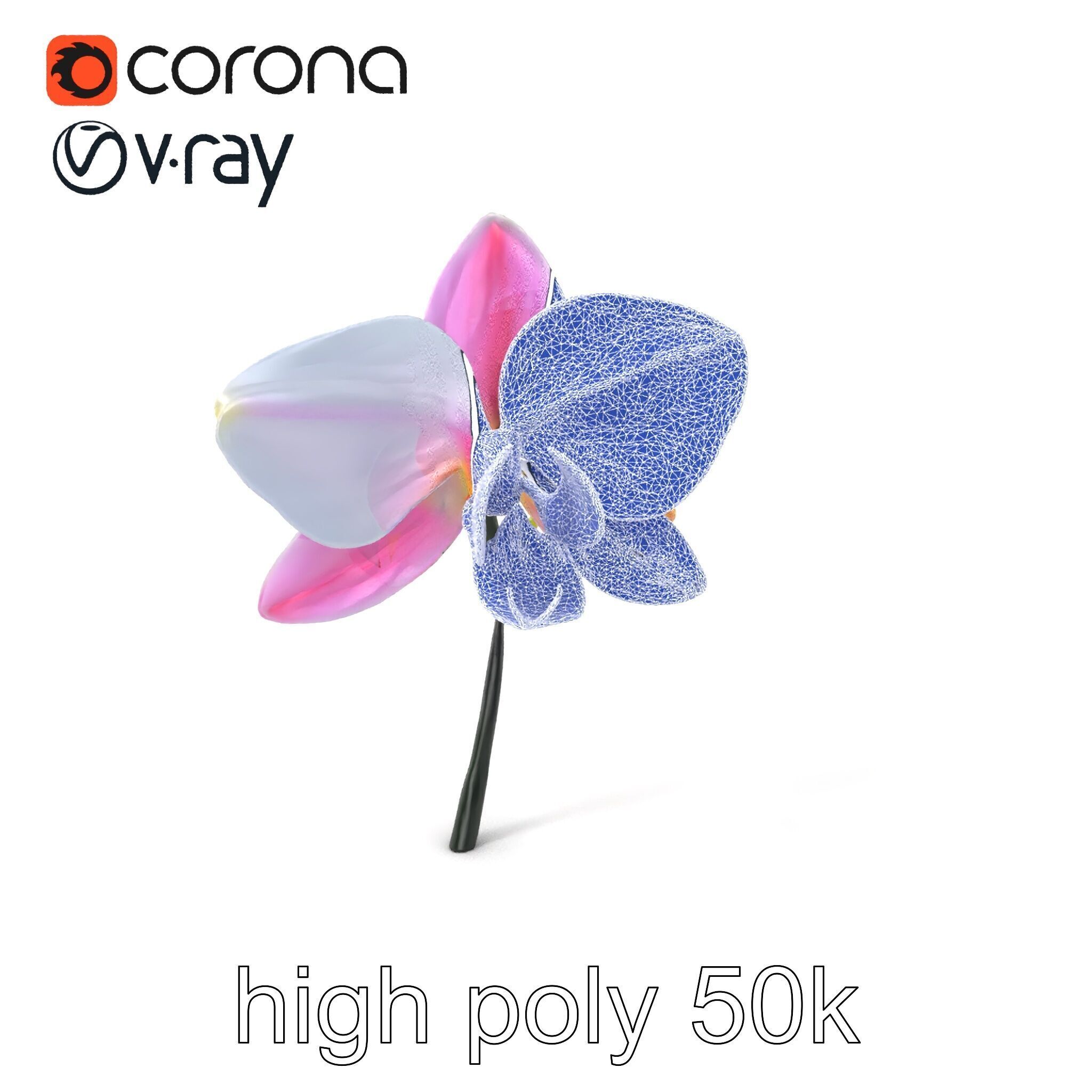 Cymbidium Elegant Petal Orchid 3D Model Pack Low-poly 3D model_1