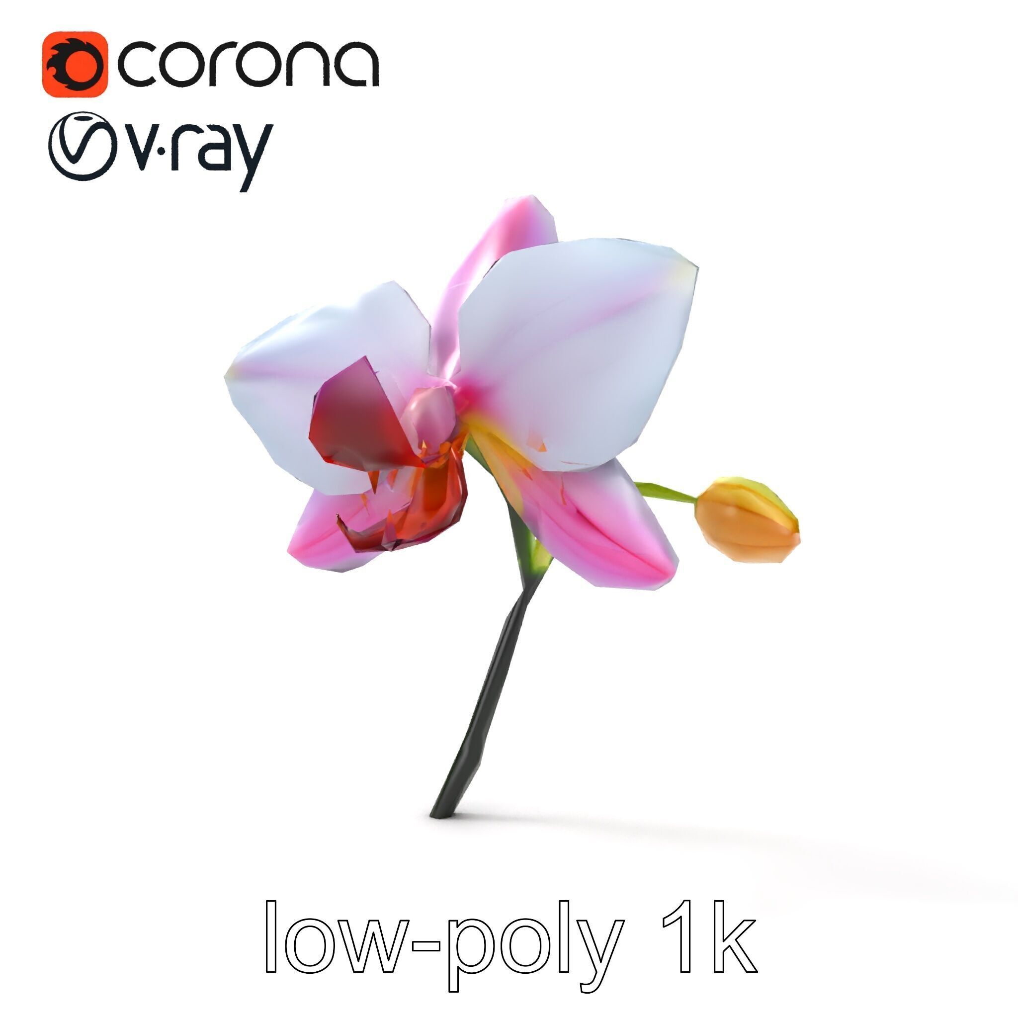 Cymbidium Elegant Petal Orchid 3D Model Pack Low-poly 3D model_22