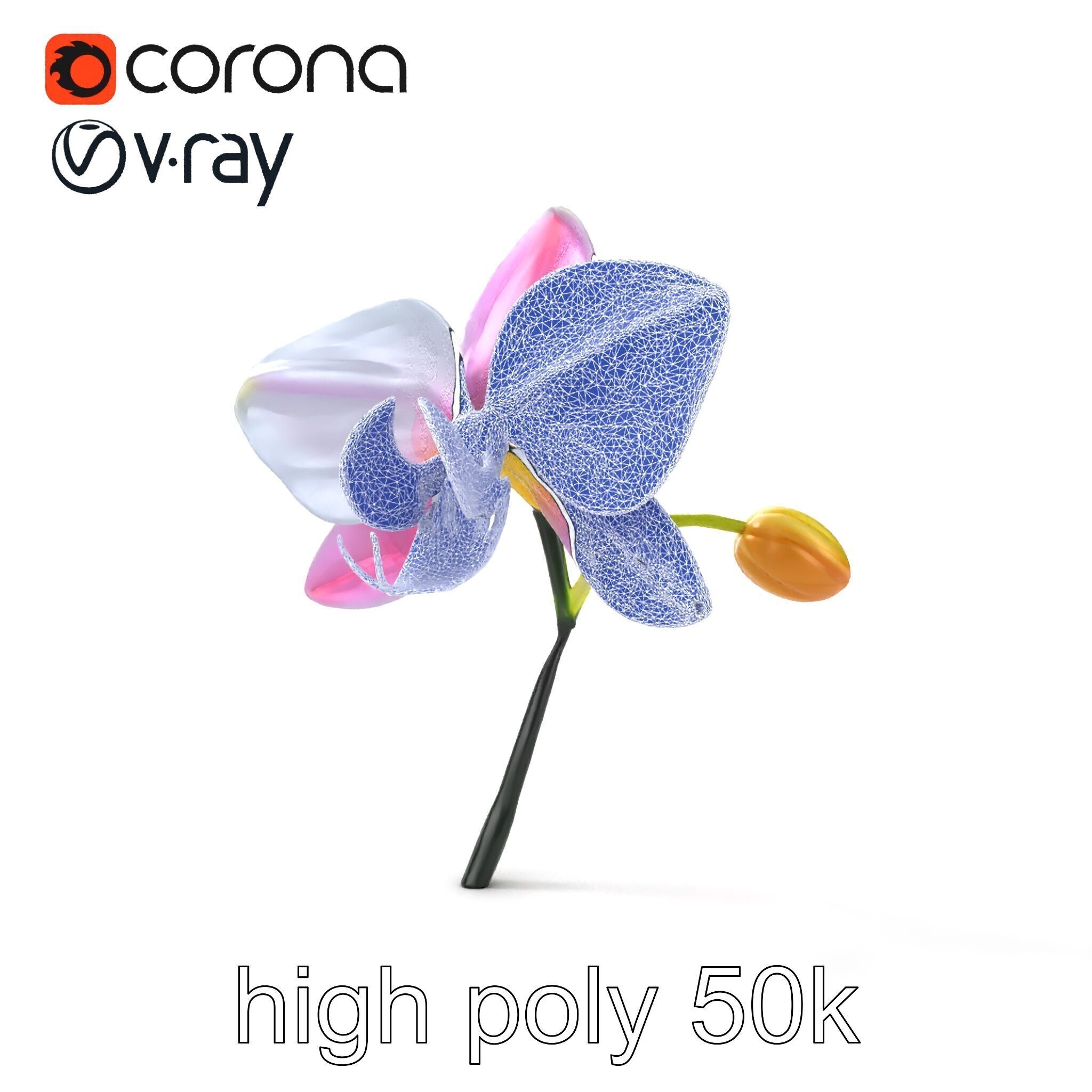 Cymbidium Elegant Petal Orchid 3D Model Pack Low-poly 3D model_13