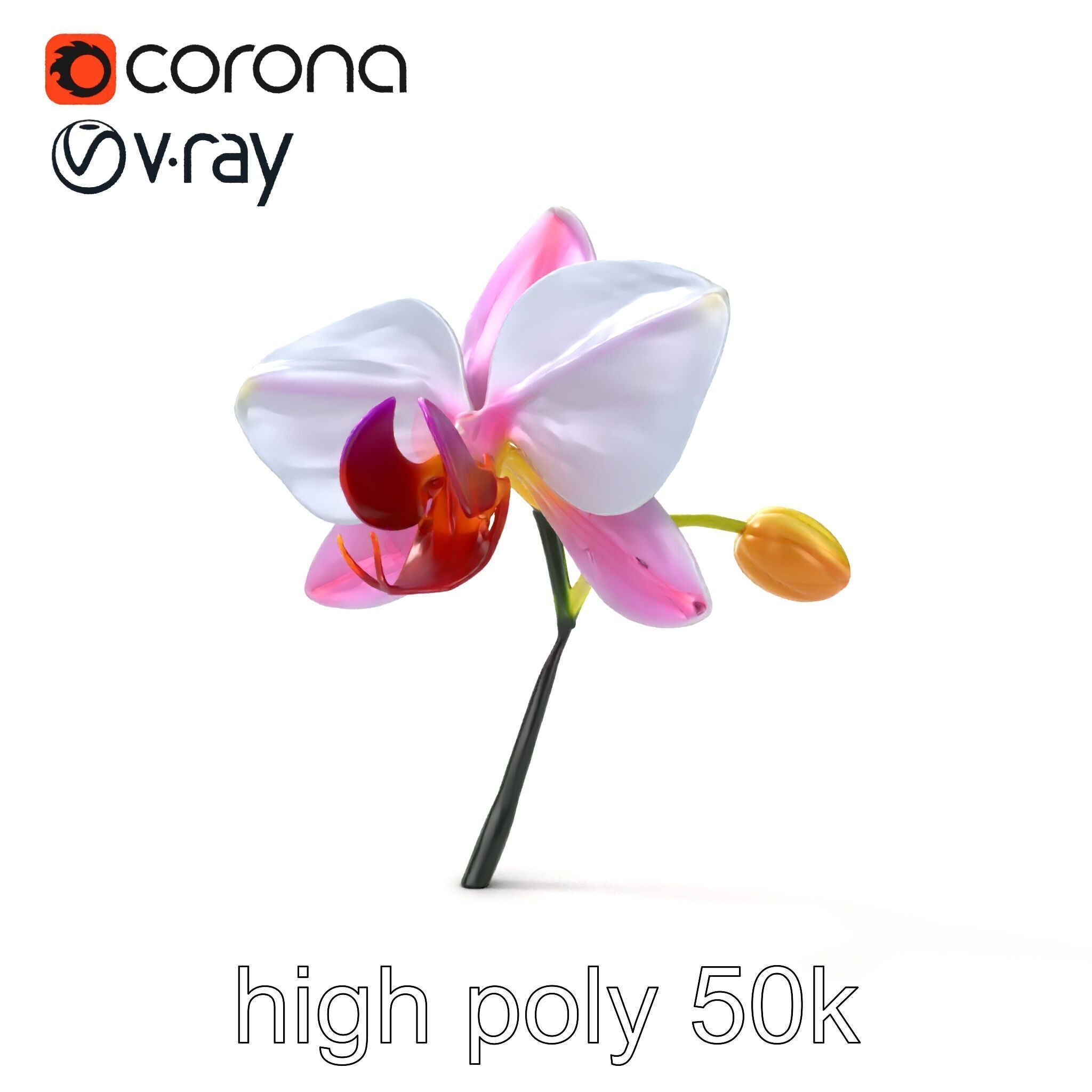Cymbidium Elegant Petal Orchid 3D Model Pack Low-poly 3D model_15