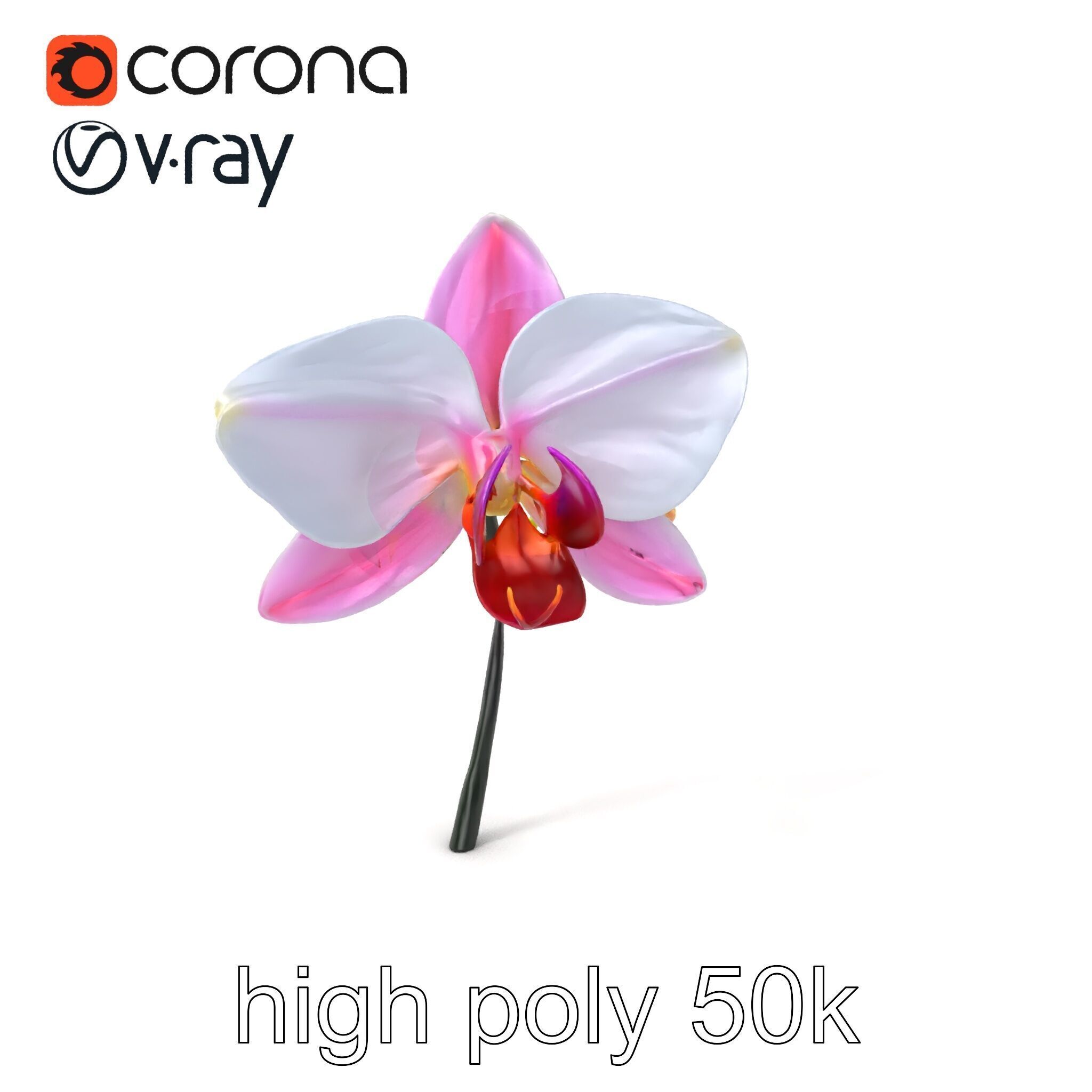 Cymbidium Elegant Petal Orchid 3D Model Pack Low-poly 3D model_2