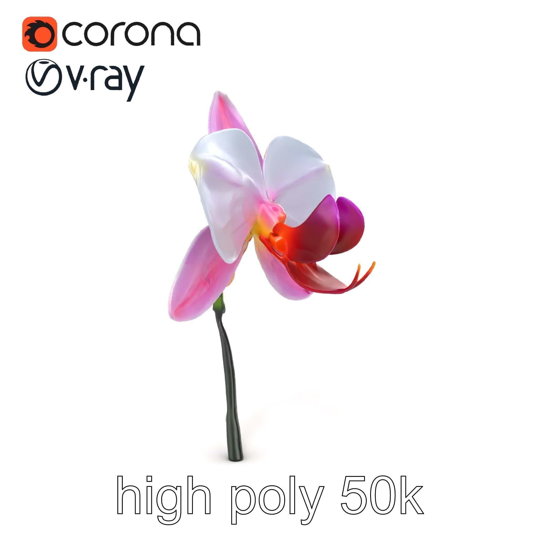 Cymbidium Elegant Petal Orchid 3D Model Pack Low-poly 3D model_21