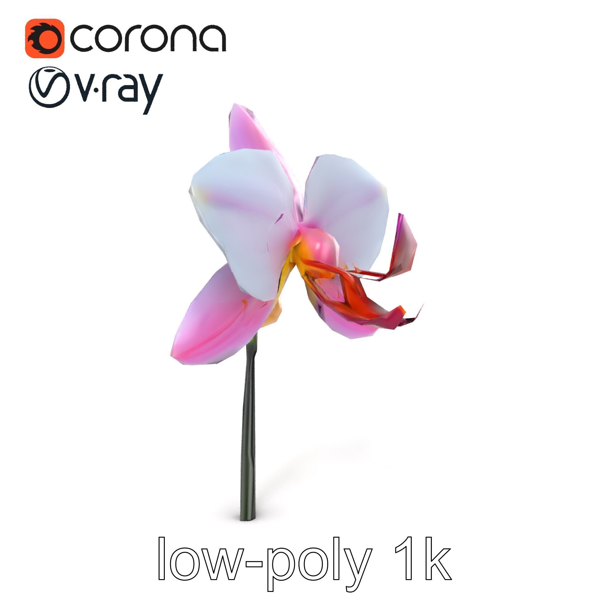 Cymbidium Elegant Petal Orchid 3D Model Pack Low-poly 3D model_29