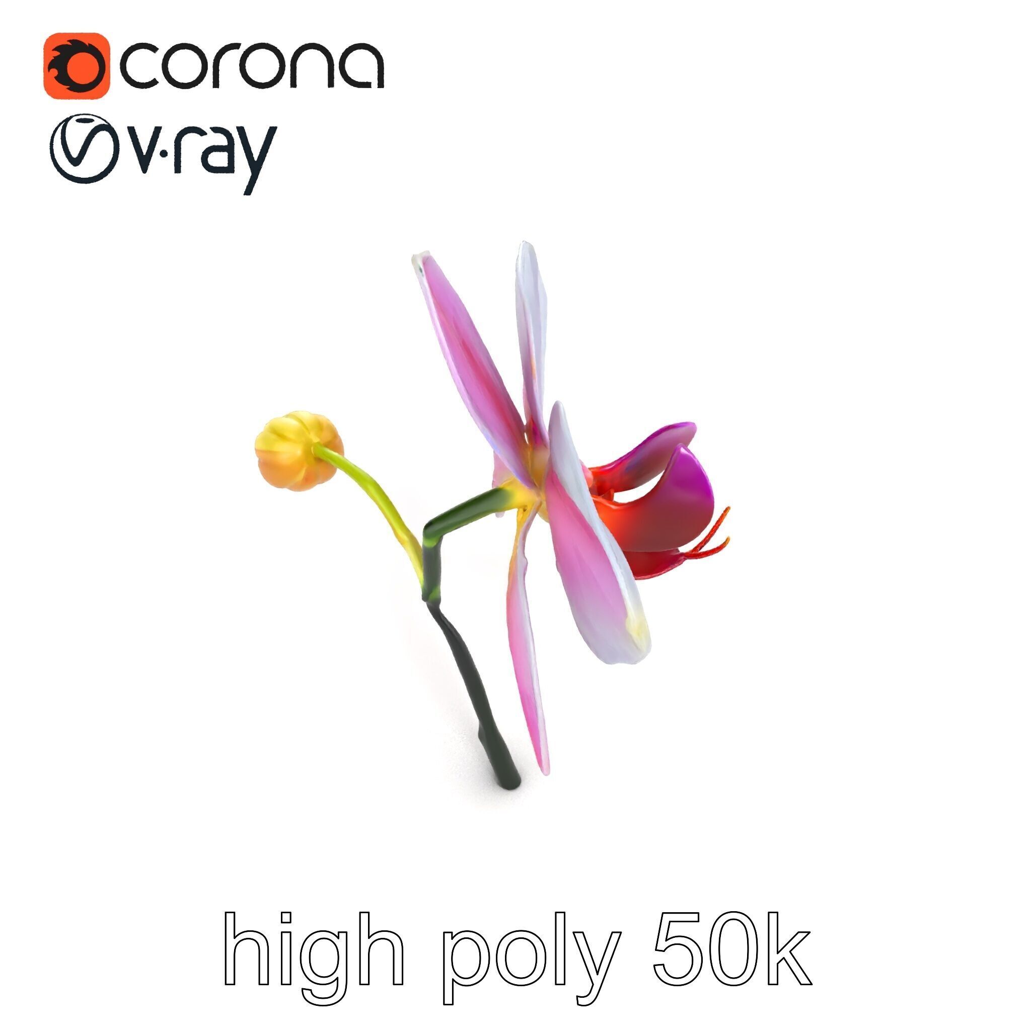 Cymbidium Elegant Petal Orchid 3D Model Pack Low-poly 3D model_12