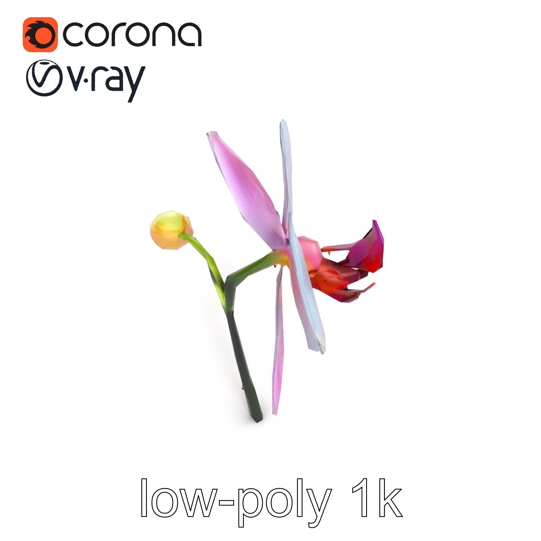 Cymbidium Elegant Petal Orchid 3D Model Pack Low-poly 3D model_19