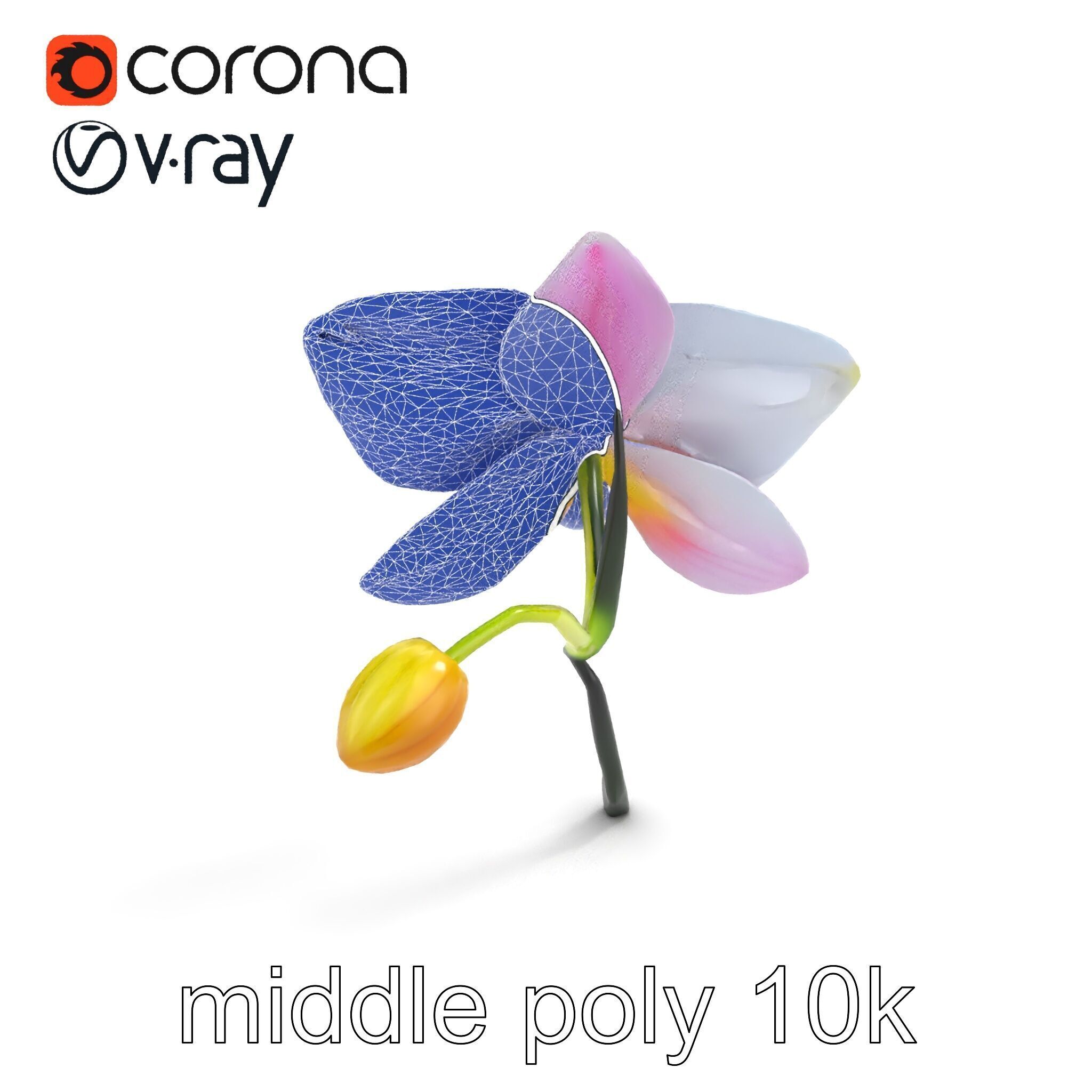 Cymbidium Elegant Petal Orchid 3D Model Pack Low-poly 3D model_20