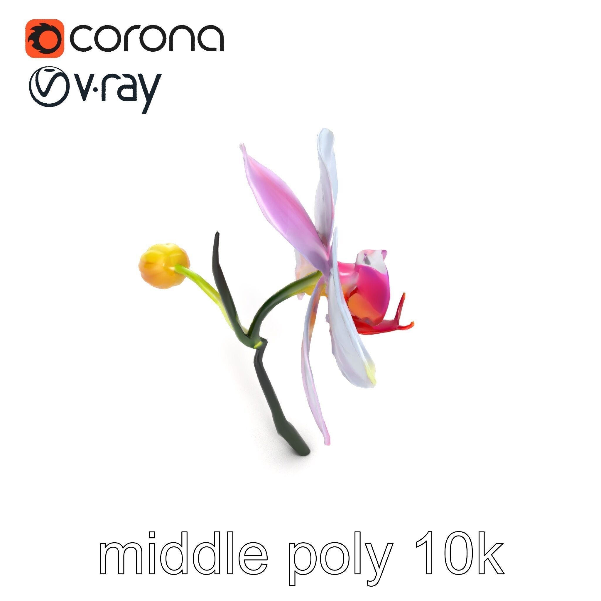 Cymbidium Elegant Petal Orchid 3D Model Pack Low-poly 3D model_11