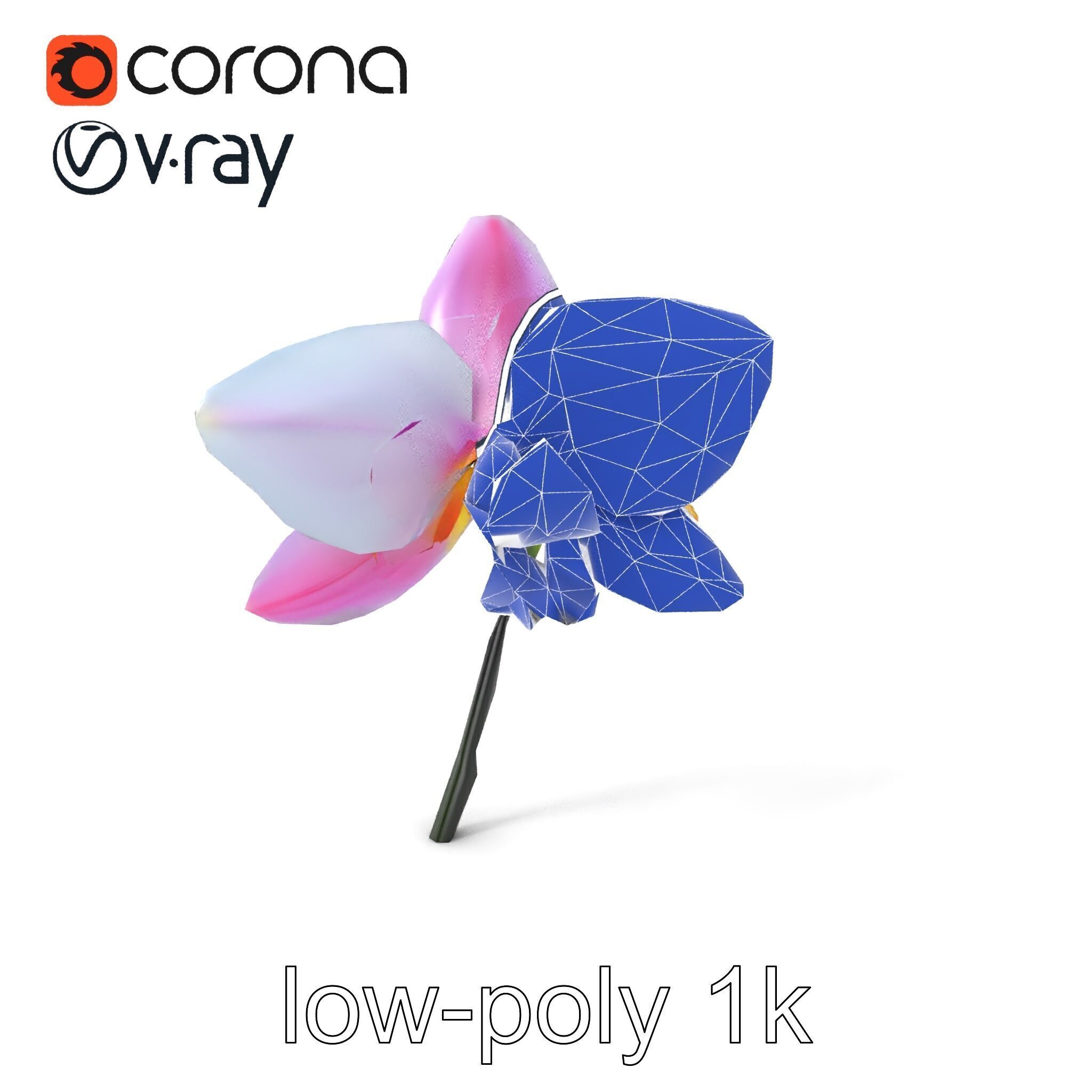 Cymbidium Elegant Petal Orchid 3D Model Pack Low-poly 3D model_6