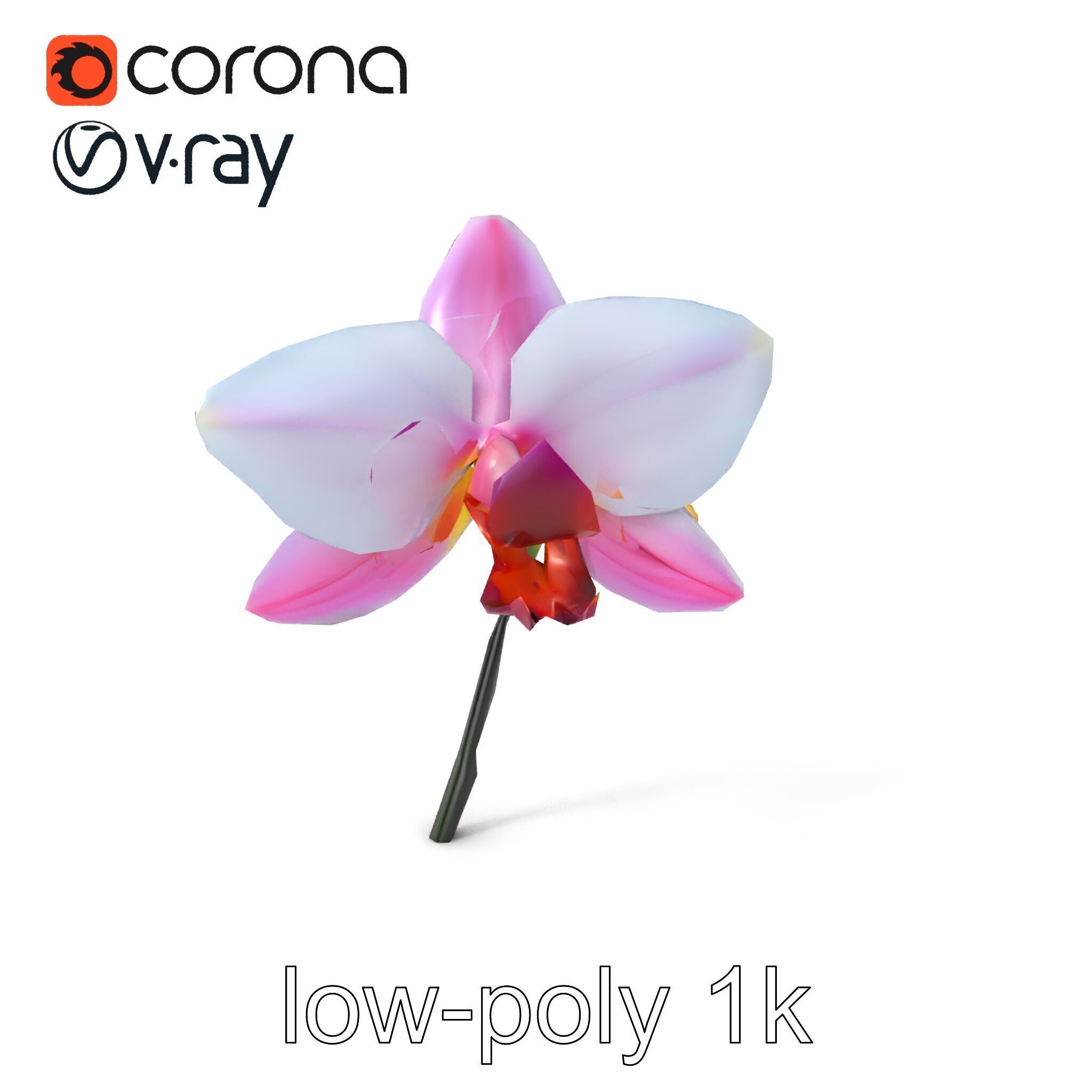 Cymbidium Elegant Petal Orchid 3D Model Pack Low-poly 3D model_4