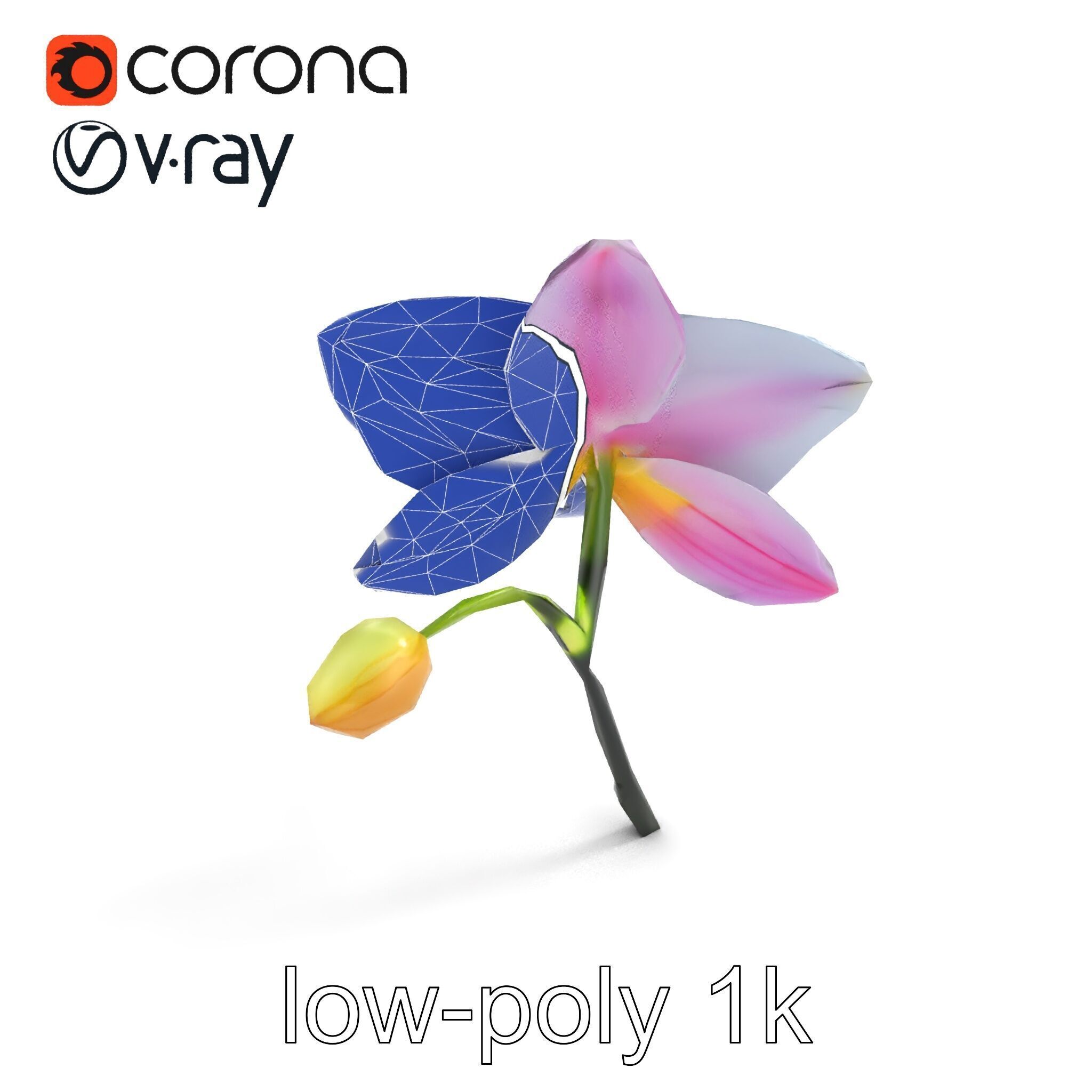 Cymbidium Elegant Petal Orchid 3D Model Pack Low-poly 3D model_26