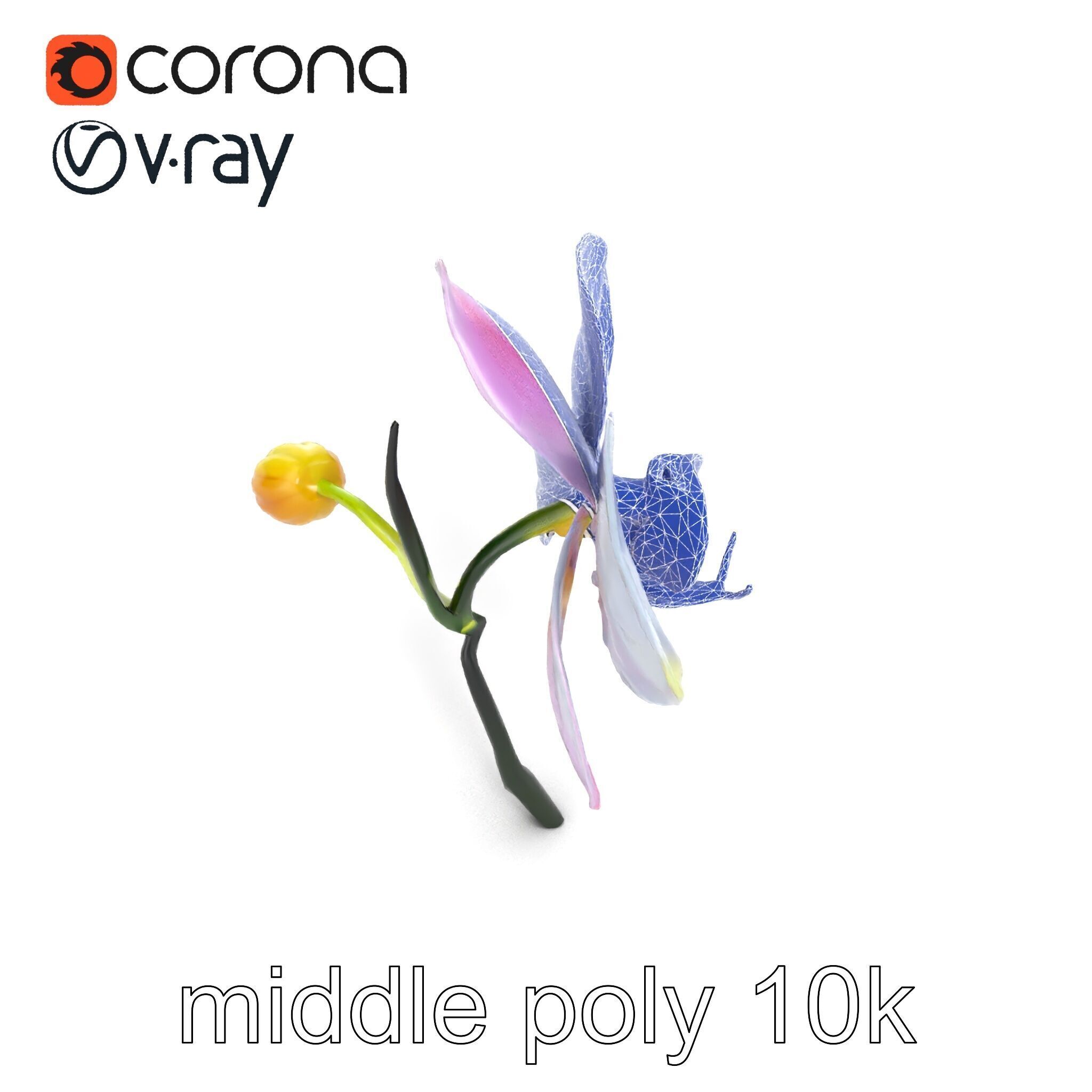 Cymbidium Elegant Petal Orchid 3D Model Pack Low-poly 3D model_14