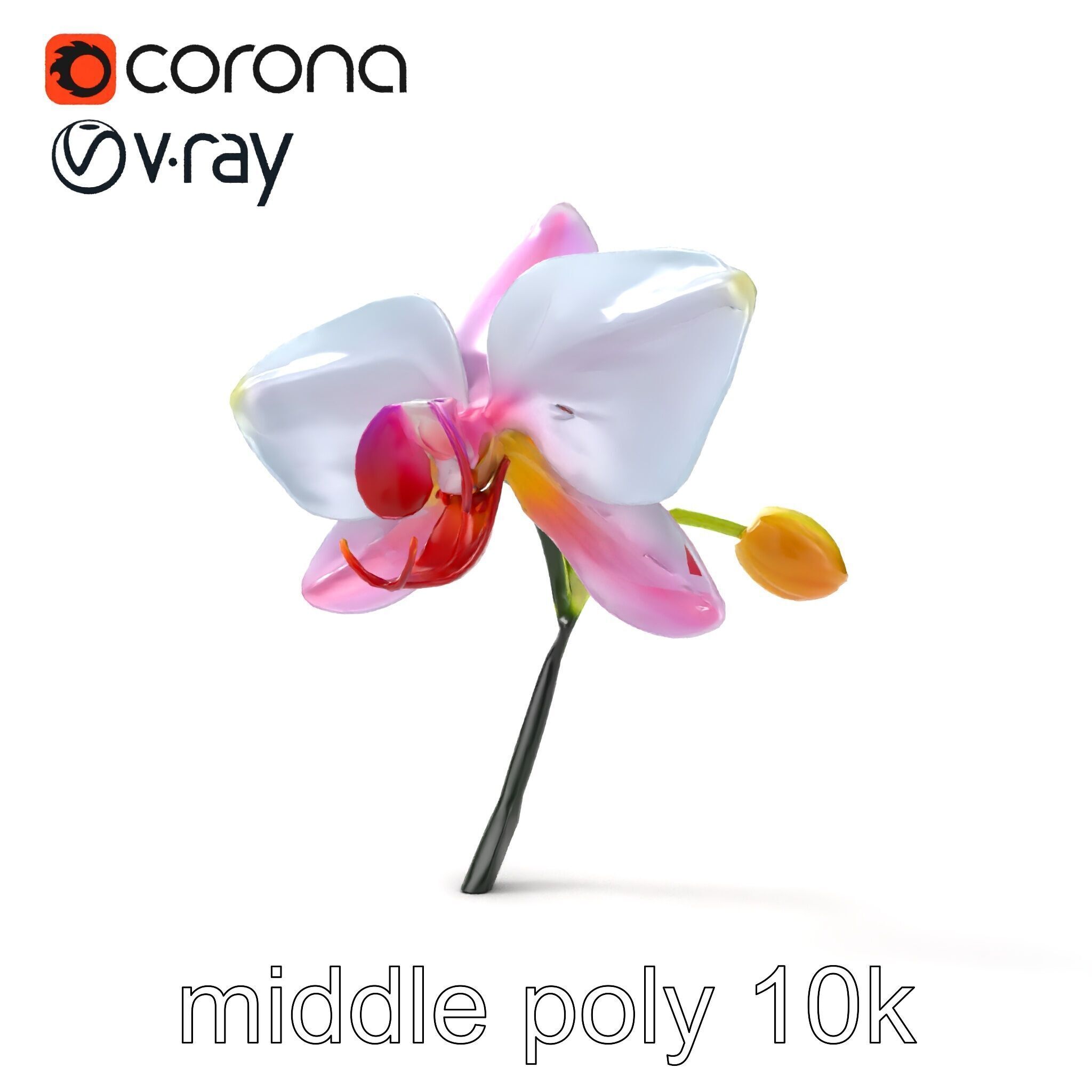 Cymbidium Elegant Petal Orchid 3D Model Pack Low-poly 3D model_30