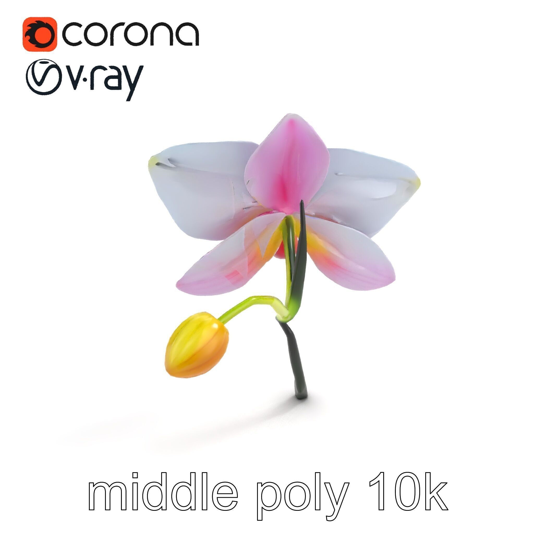 Cymbidium Elegant Petal Orchid 3D Model Pack Low-poly 3D model_7