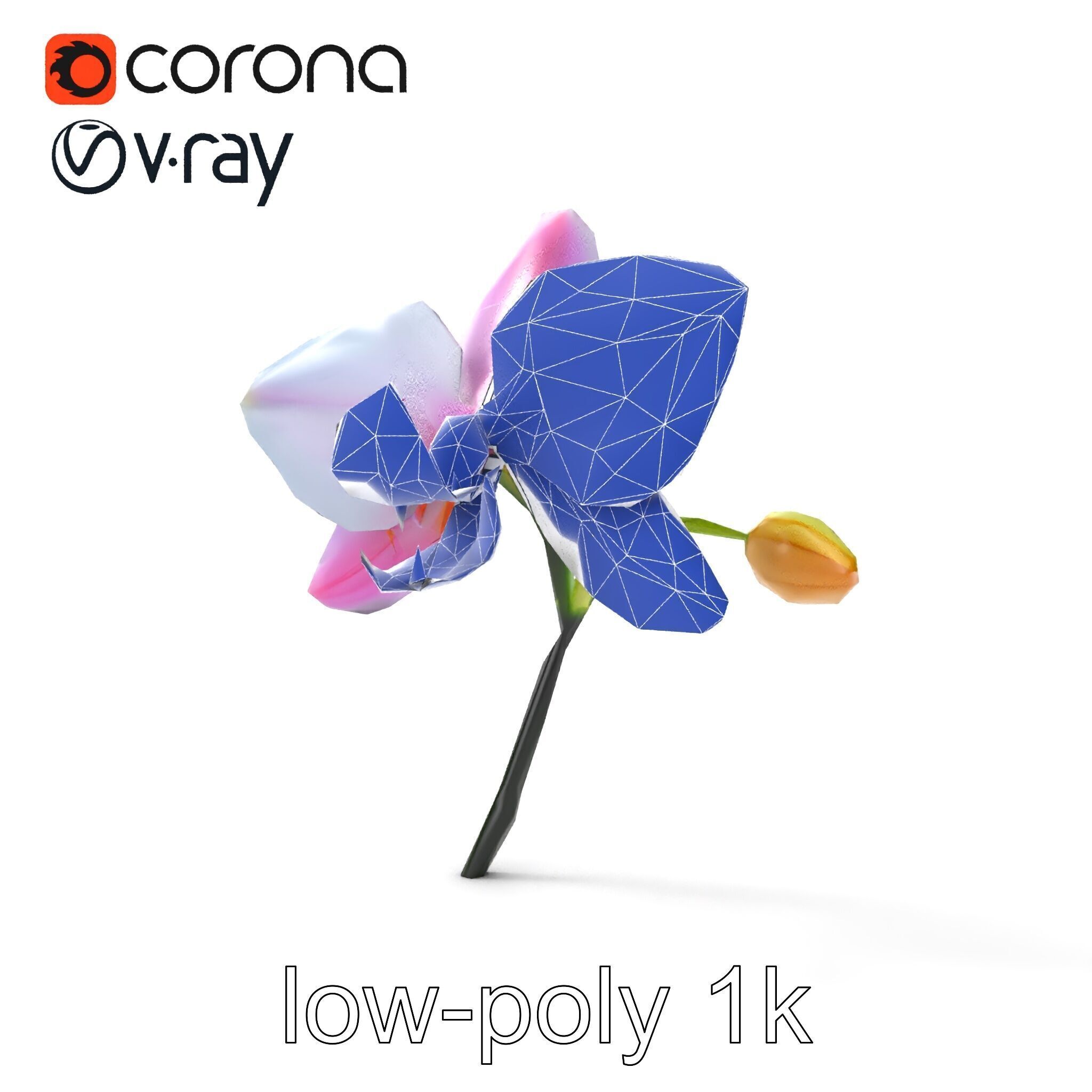 Cymbidium Elegant Petal Orchid 3D Model Pack Low-poly 3D model_18