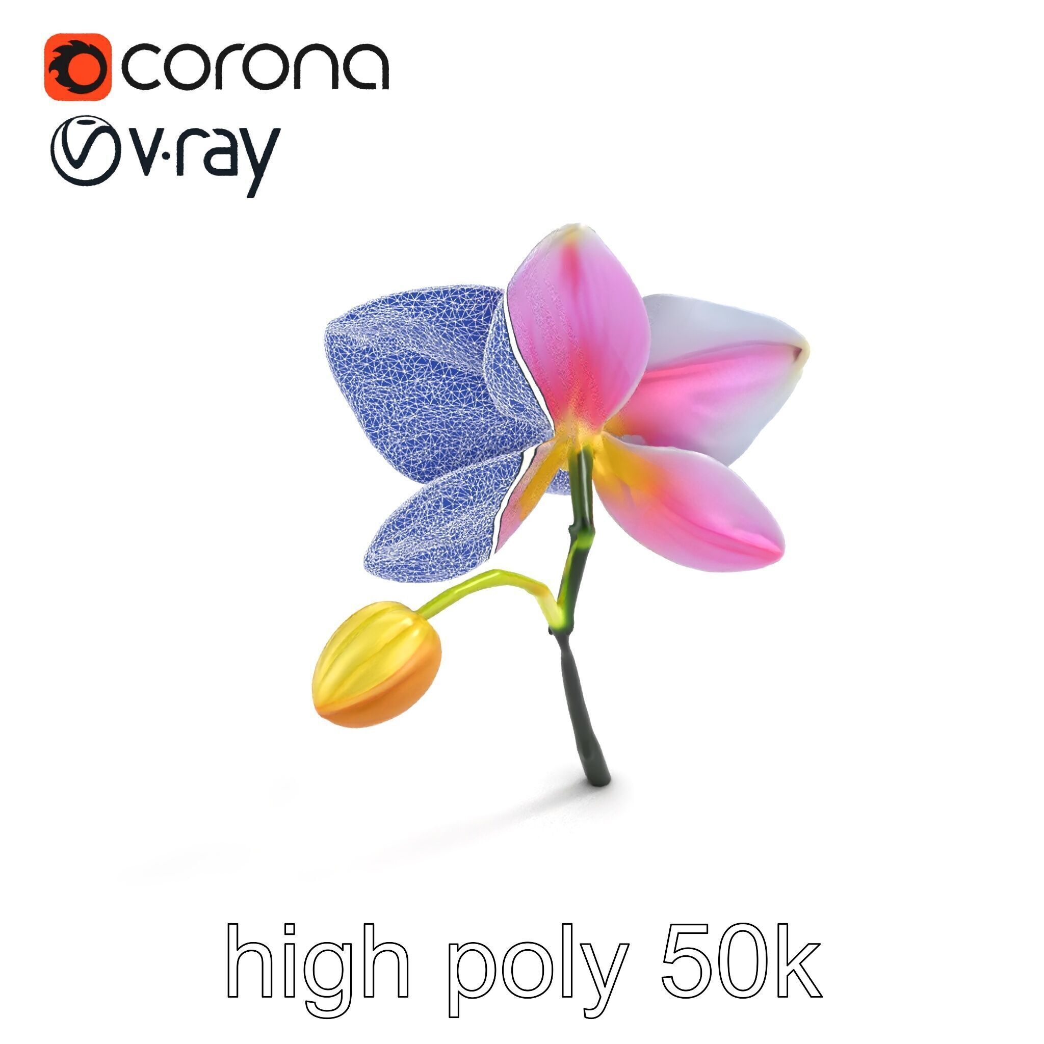 Cymbidium Elegant Petal Orchid 3D Model Pack Low-poly 3D model_28