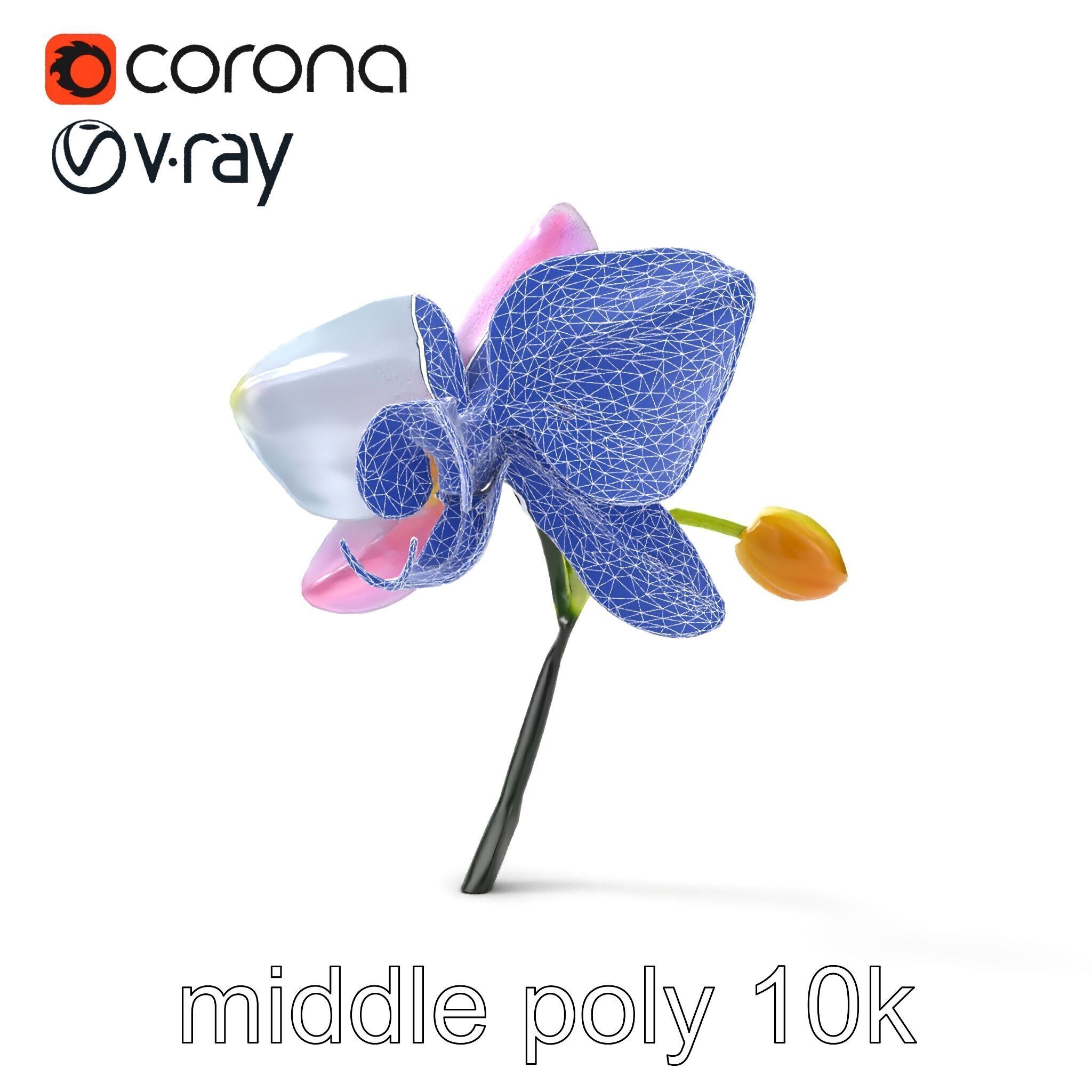 Cymbidium Elegant Petal Orchid 3D Model Pack Low-poly 3D model_27