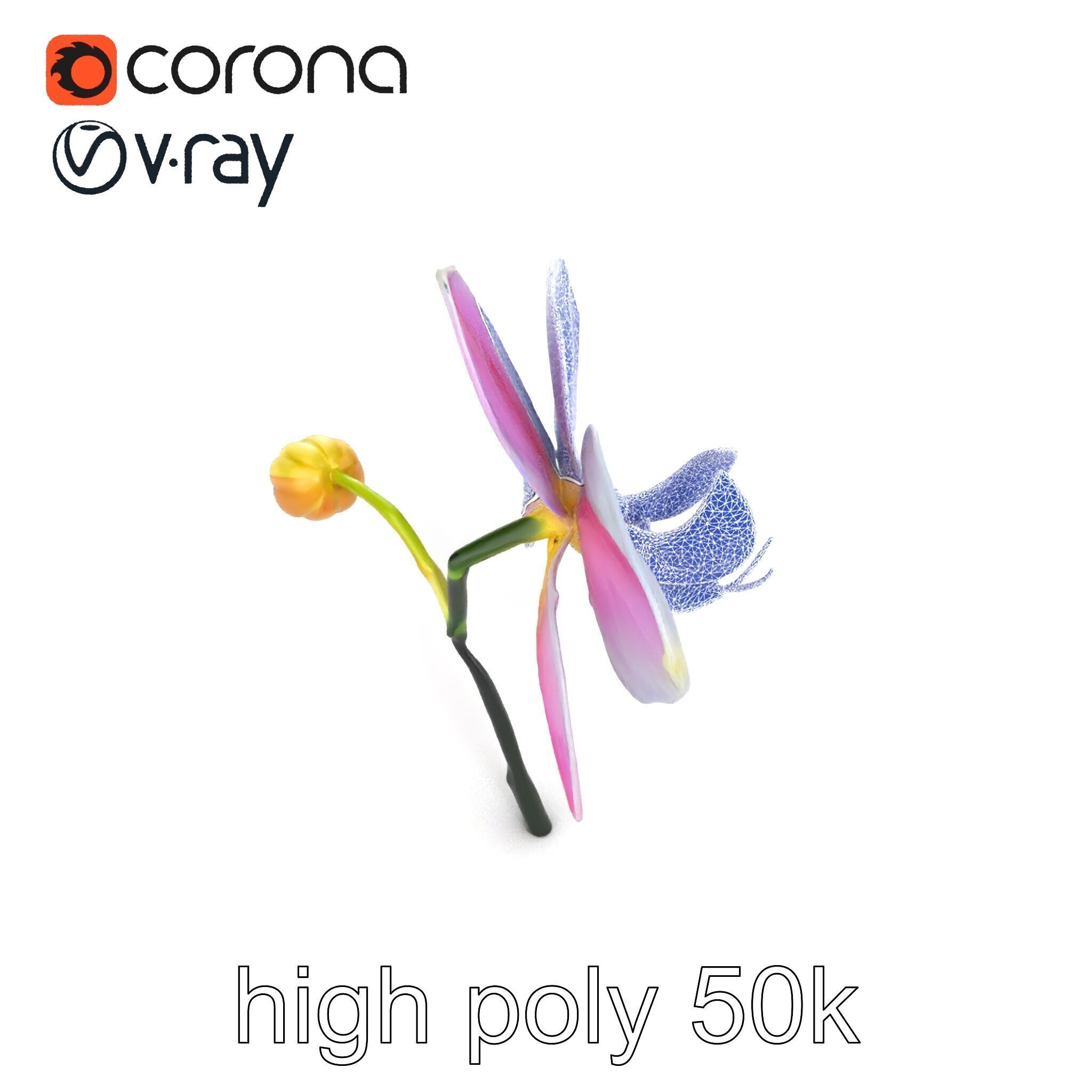 Cymbidium Elegant Petal Orchid 3D Model Pack Low-poly 3D model_10