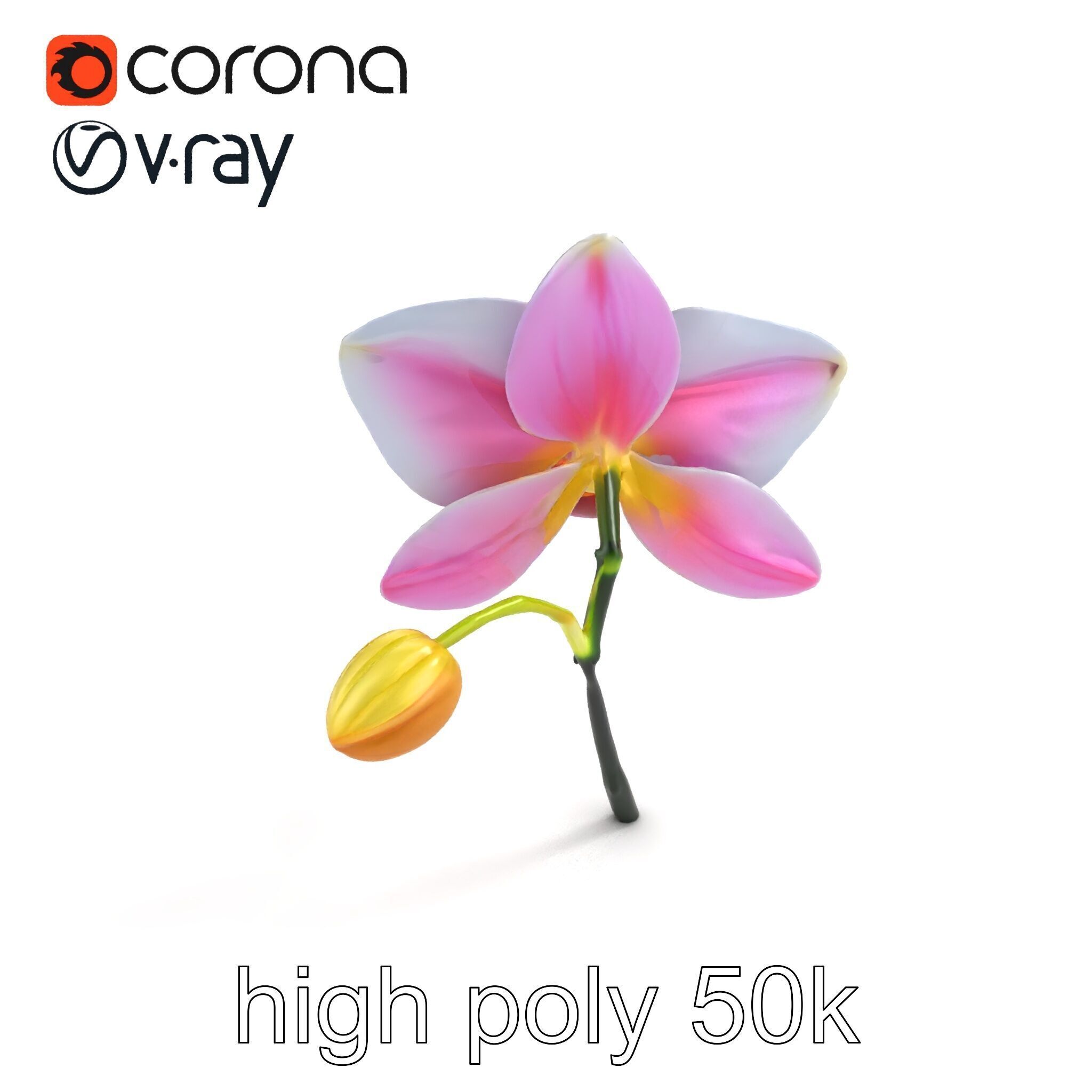 Cymbidium Elegant Petal Orchid 3D Model Pack Low-poly 3D model_9