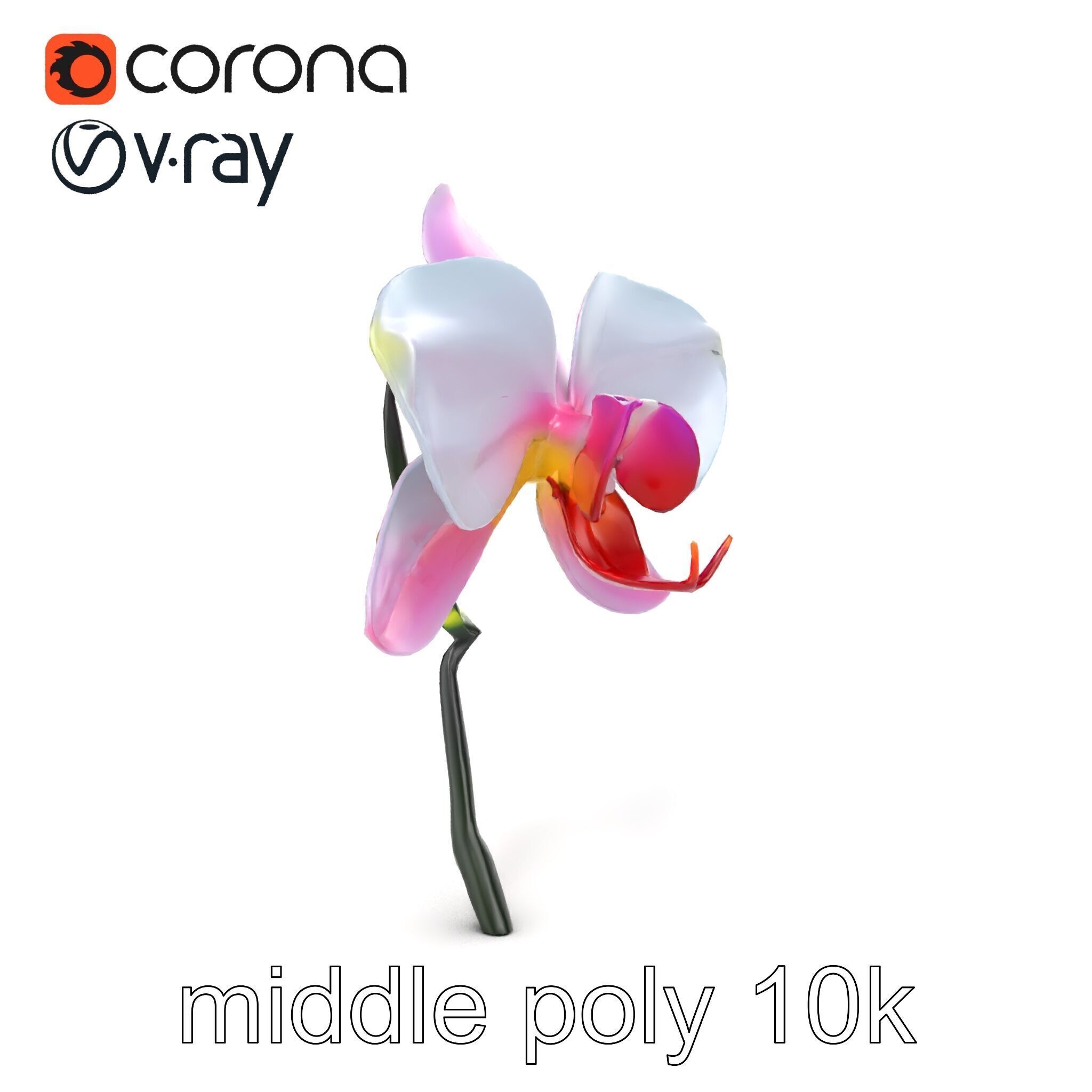 Cymbidium Elegant Petal Orchid 3D Model Pack Low-poly 3D model_25