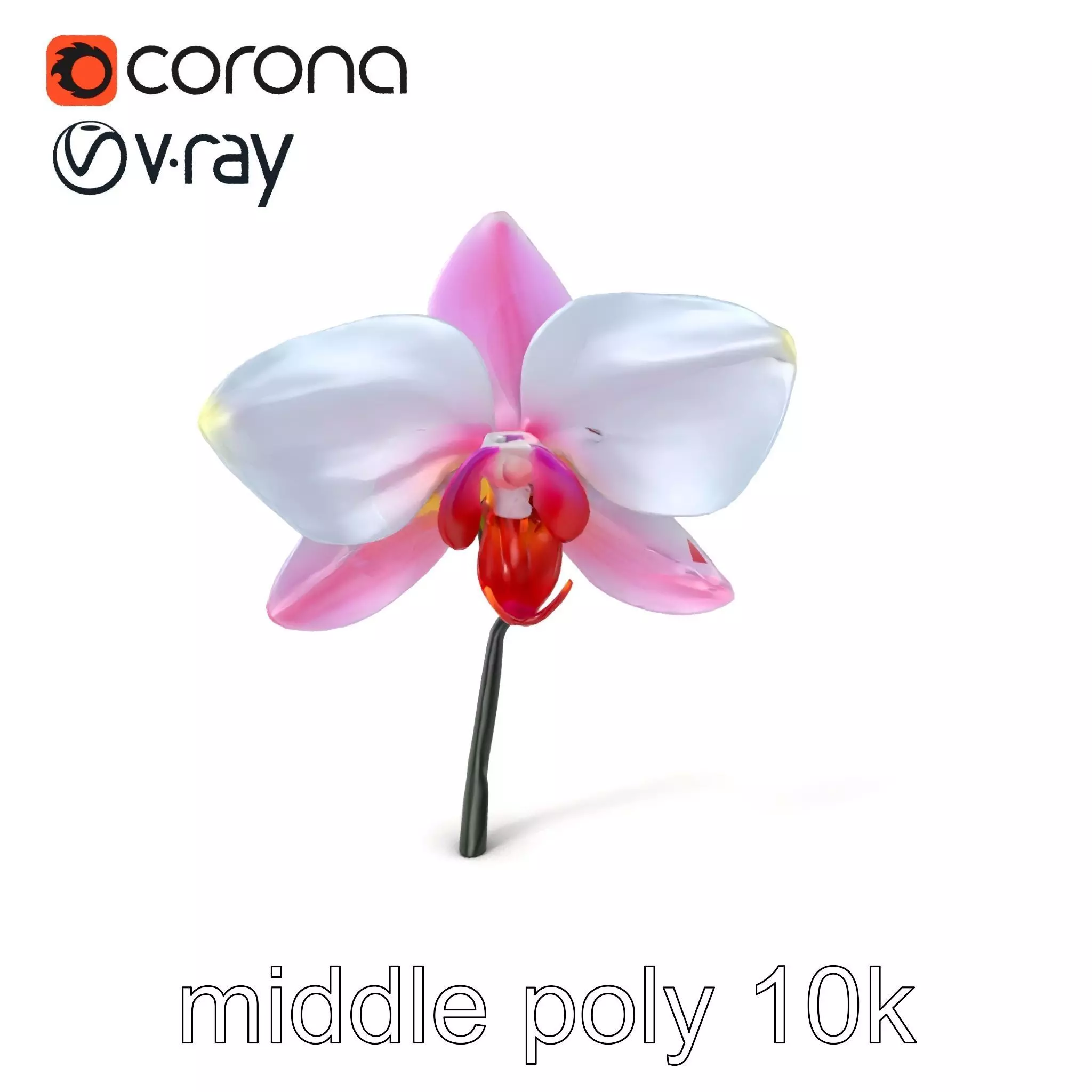 Cymbidium Elegant Petal Orchid 3D Model Pack Low-poly 3D model_0