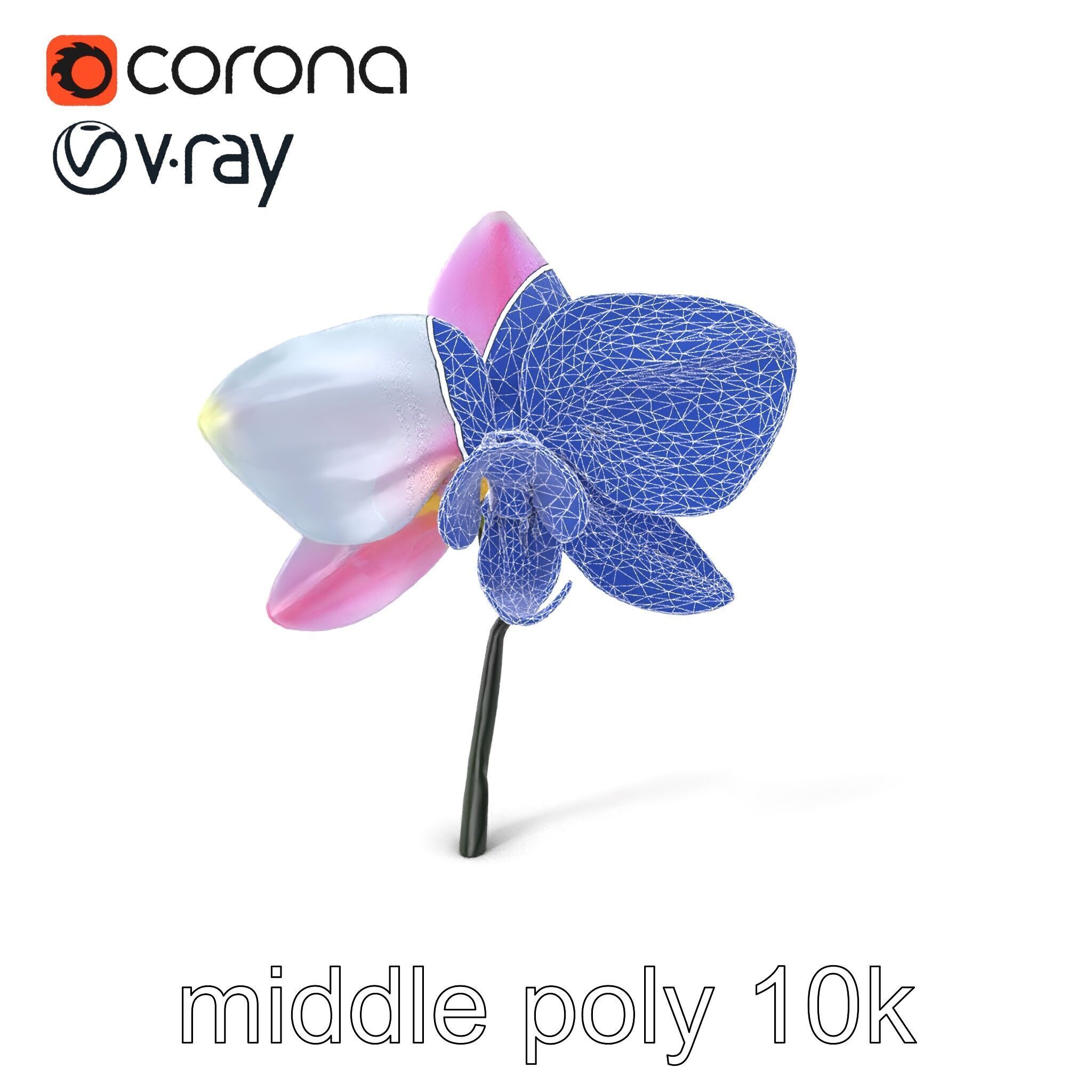 Cymbidium Elegant Petal Orchid 3D Model Pack Low-poly 3D model_5