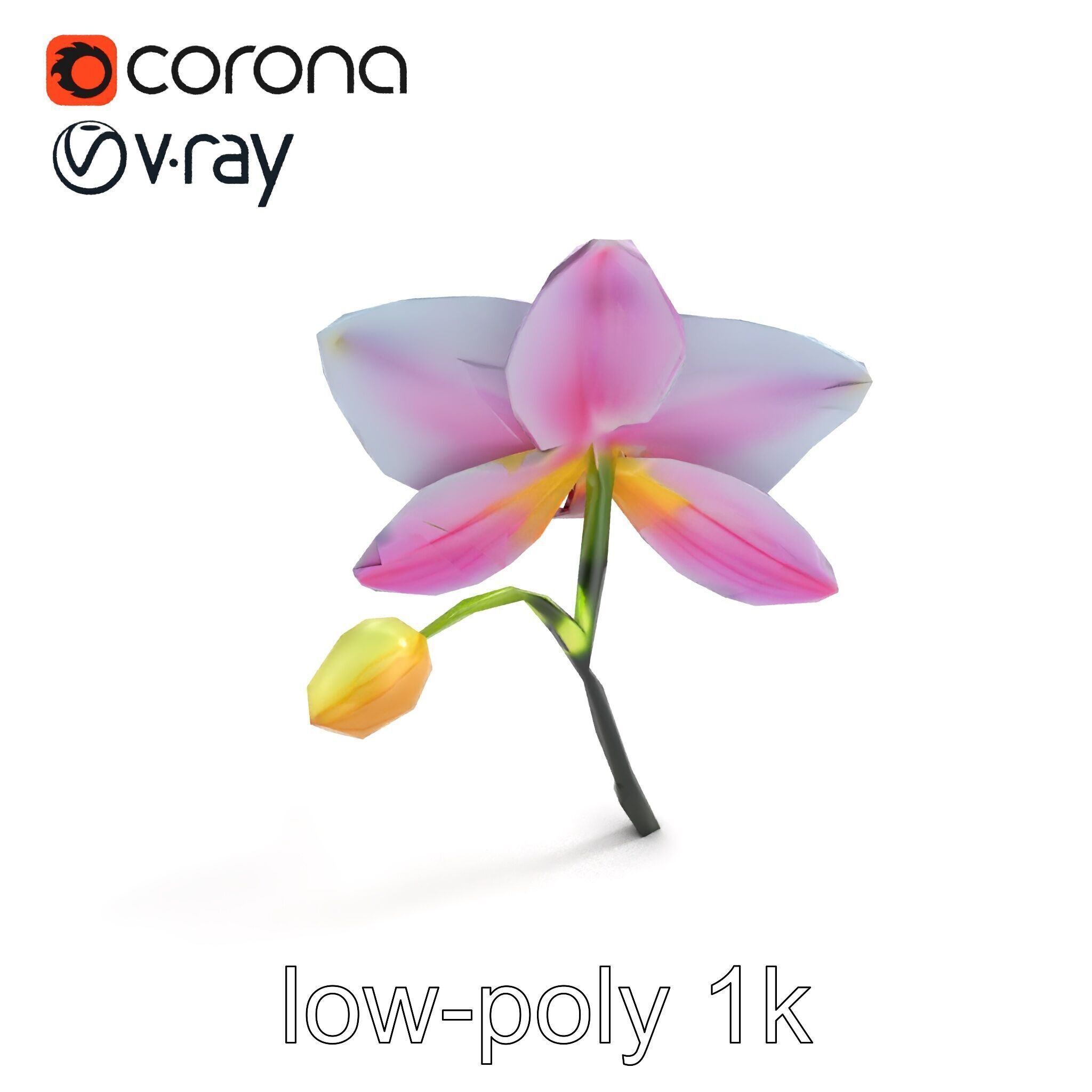 Cymbidium Elegant Petal Orchid 3D Model Pack Low-poly 3D model_8